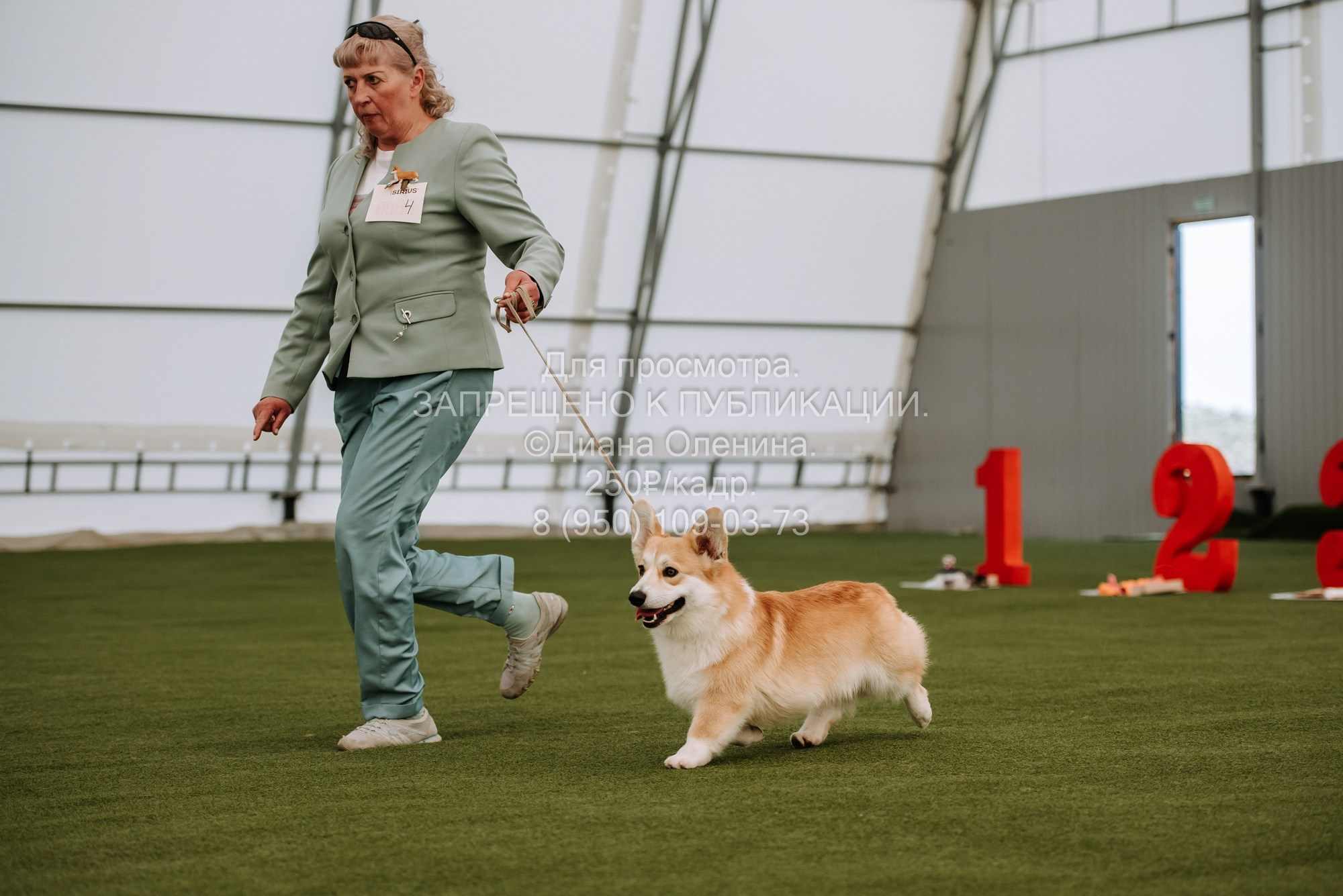 Выставка собак Красноярск 2.06. Фотограф Диана Оленина Красноярск / Братск