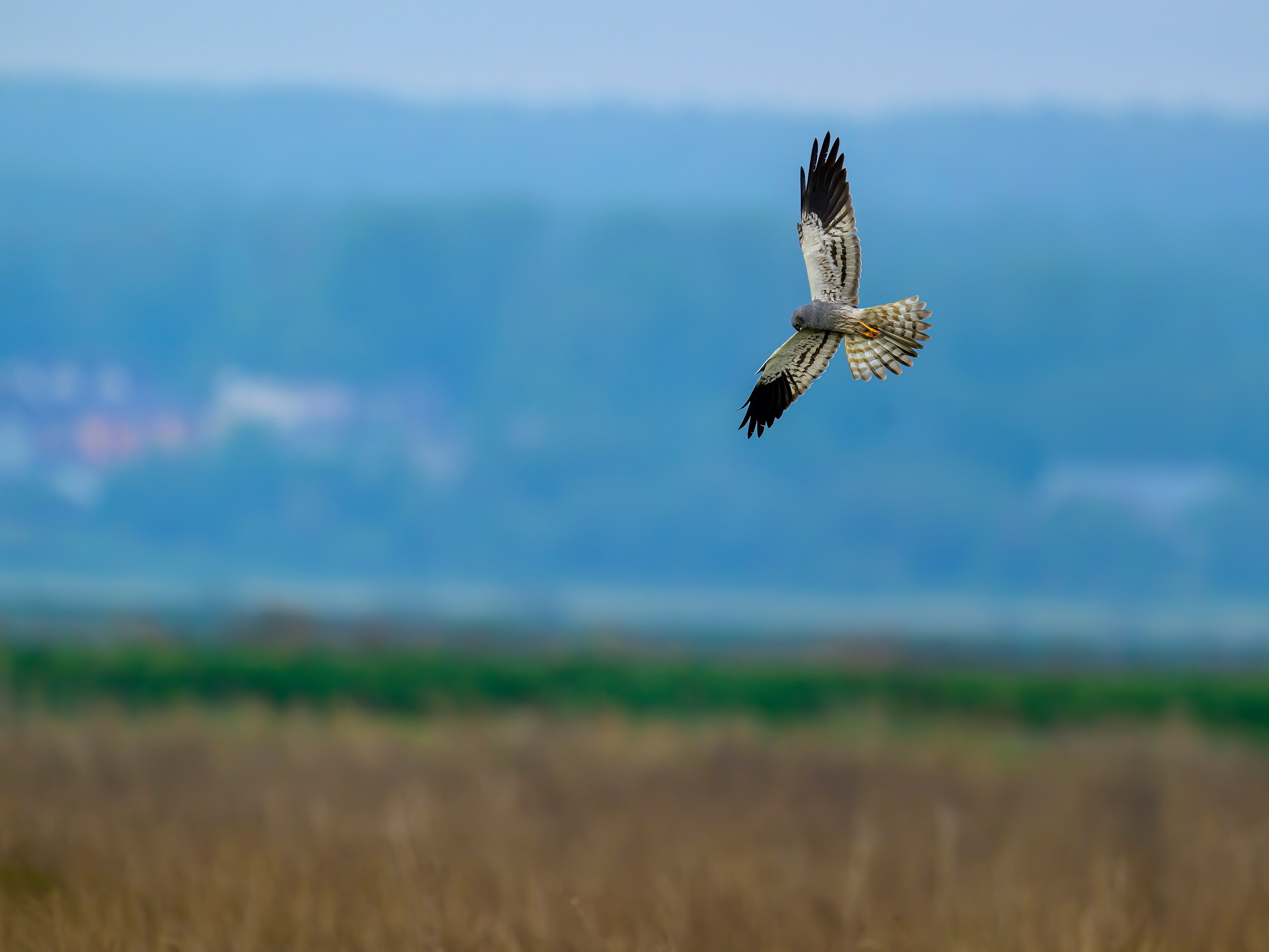 Луговой лунь. Фотограф Сергей Пупонин