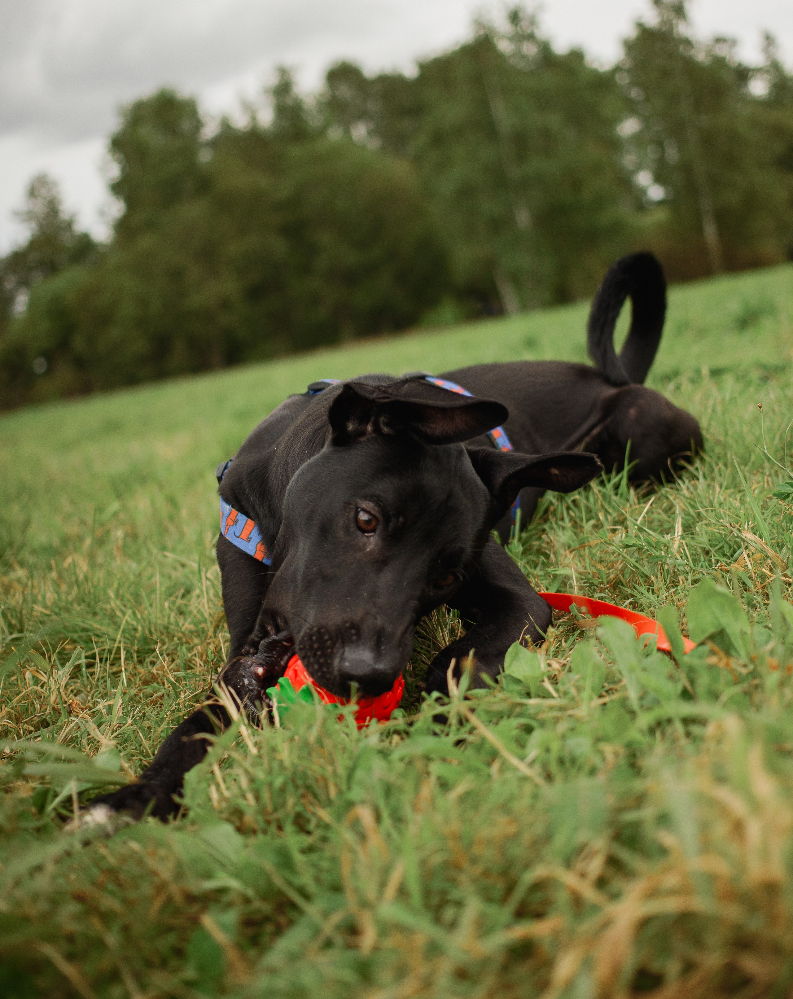 Отис ищет дом. Портретный фотограф в Санкт-Петербурге Катя Протасевич