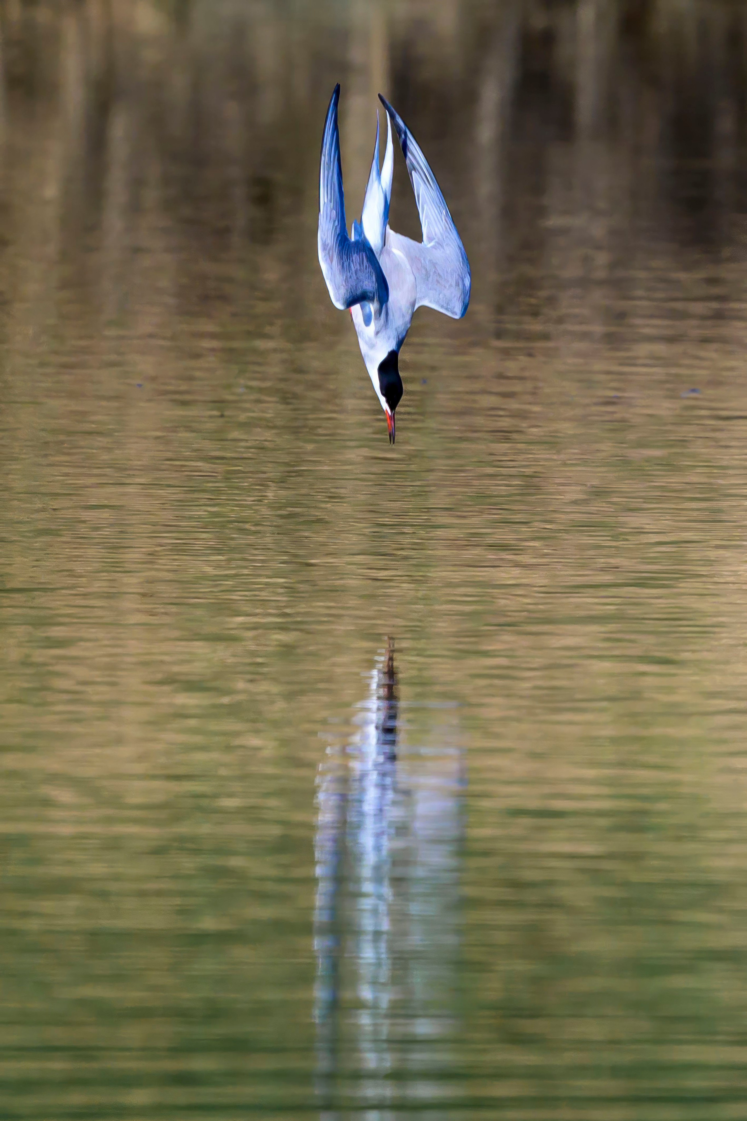 Дмитров. Фотограф Сергей Пупонин