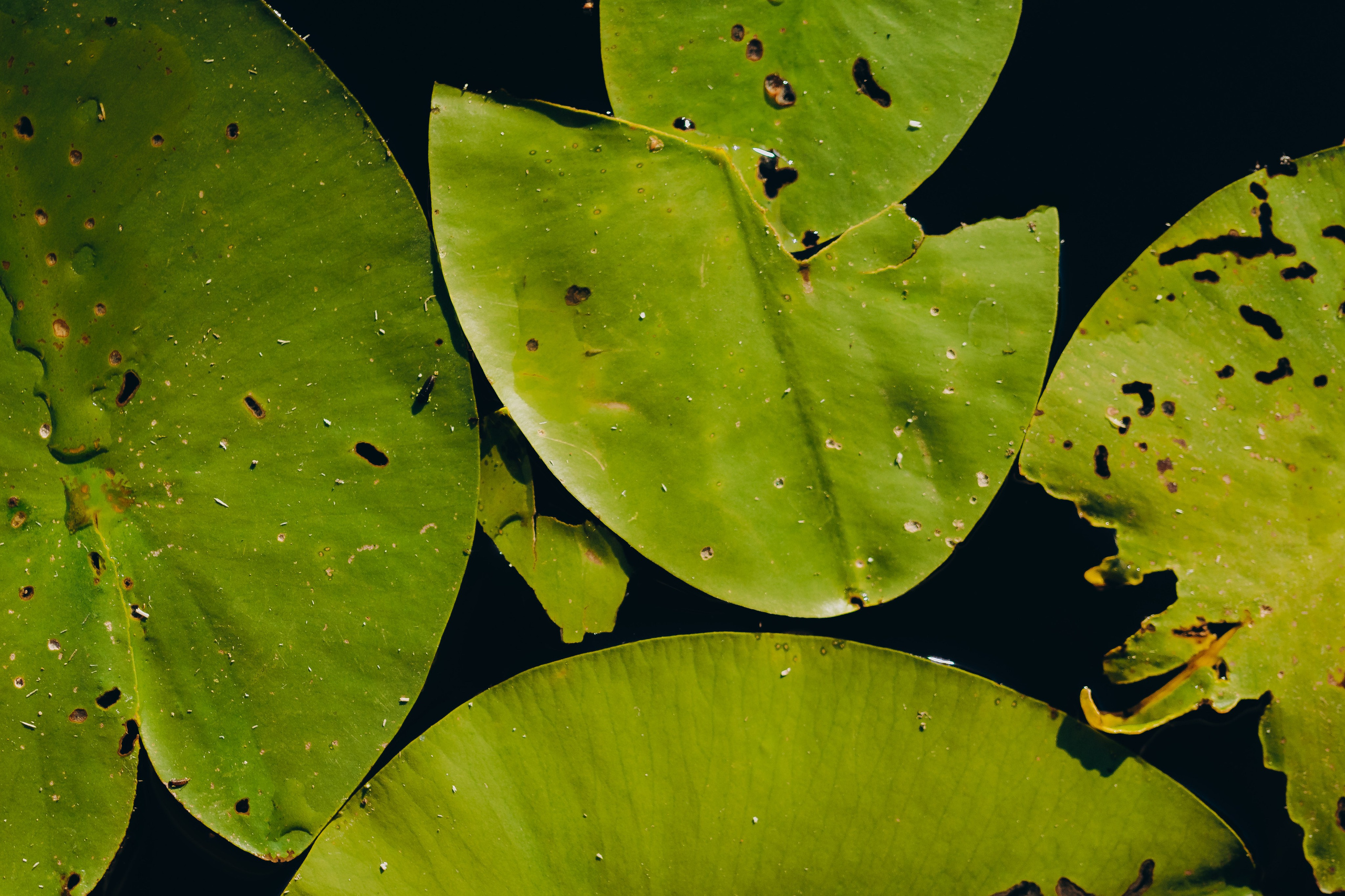 Глемпинг Шалаш. Фотограф Торопец Кристина Абрамова Kanwellia photography