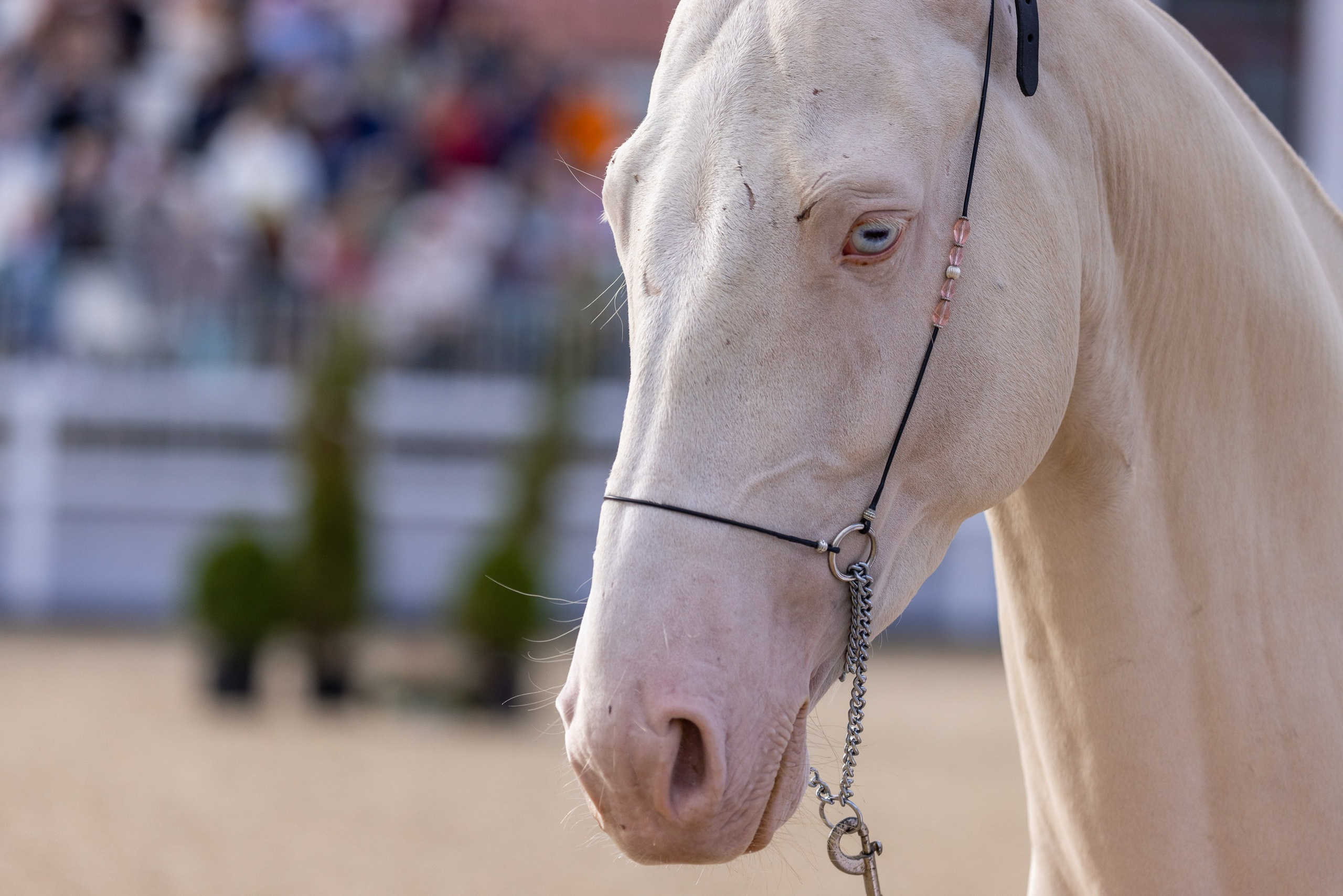 Конные выставки. Mrs.Aquarelia Конный фотограф Марианна Леонтьева
