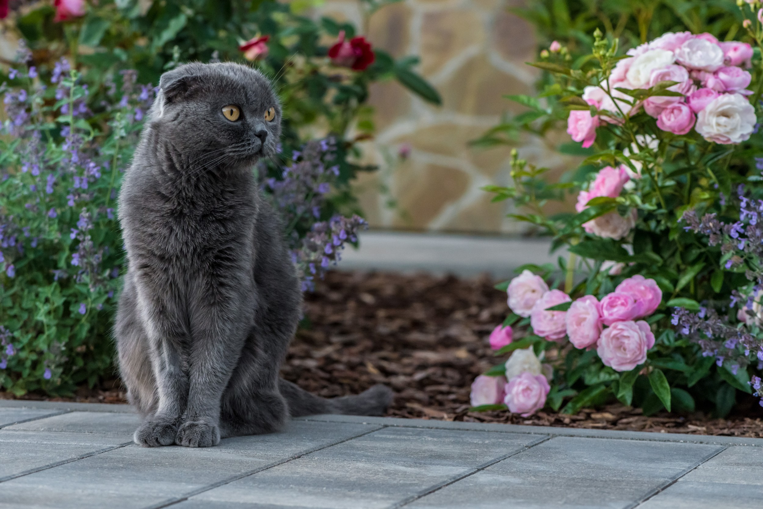 Фотосъемка животных