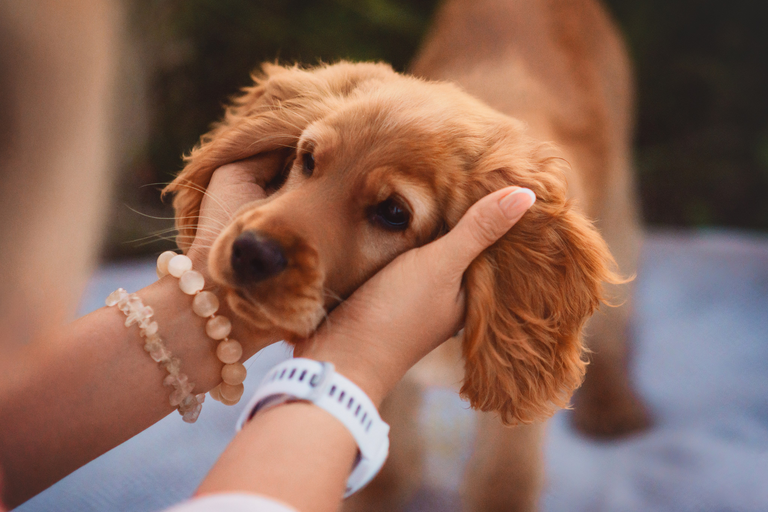 Наташа, Агата, Назар и Август — 17.07.2025. Фотограф — Анималист | Анна Абрамова
