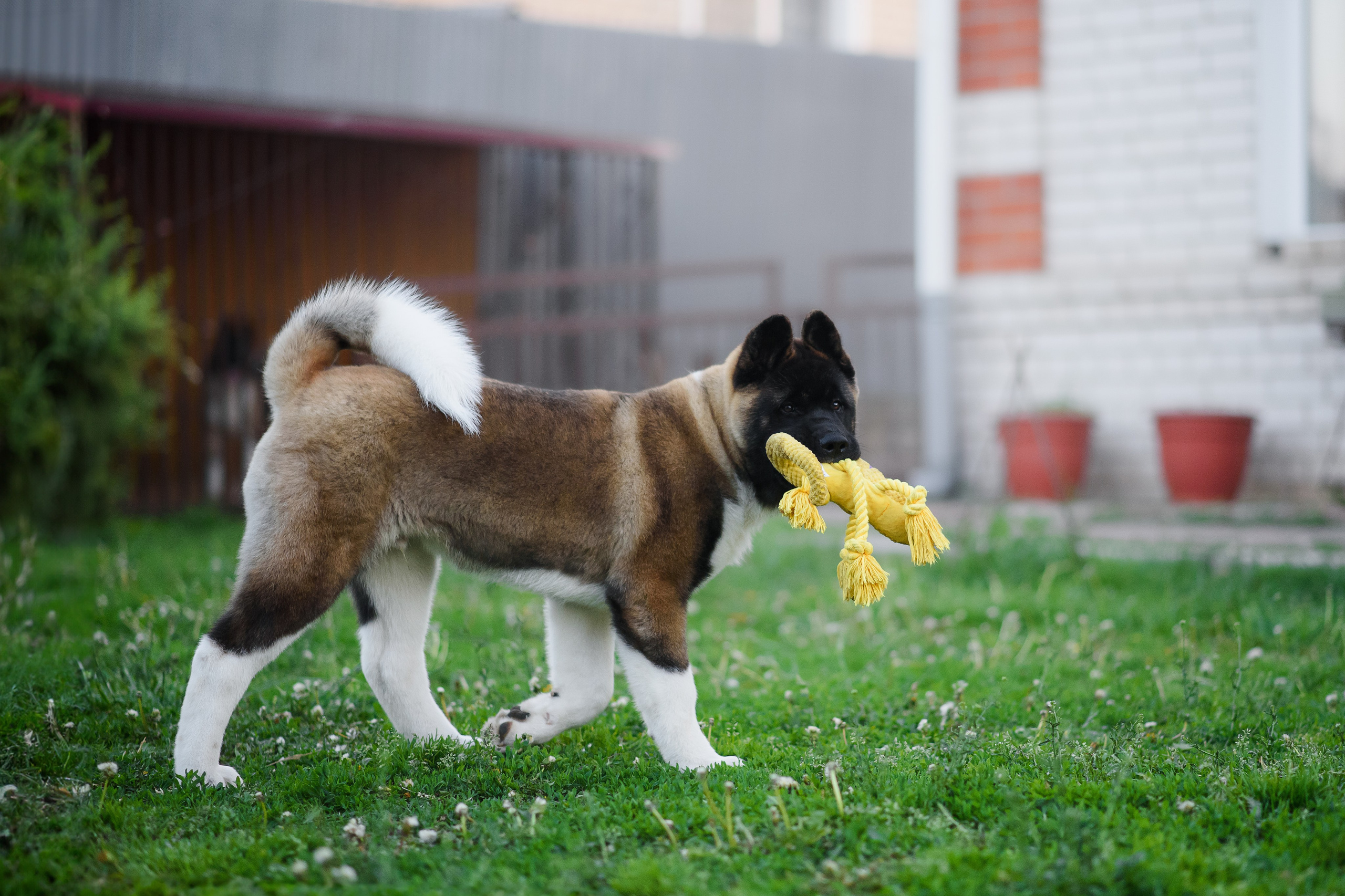 Байкер — 30.05.2024. Фотограф — Анималист | Анна Абрамова