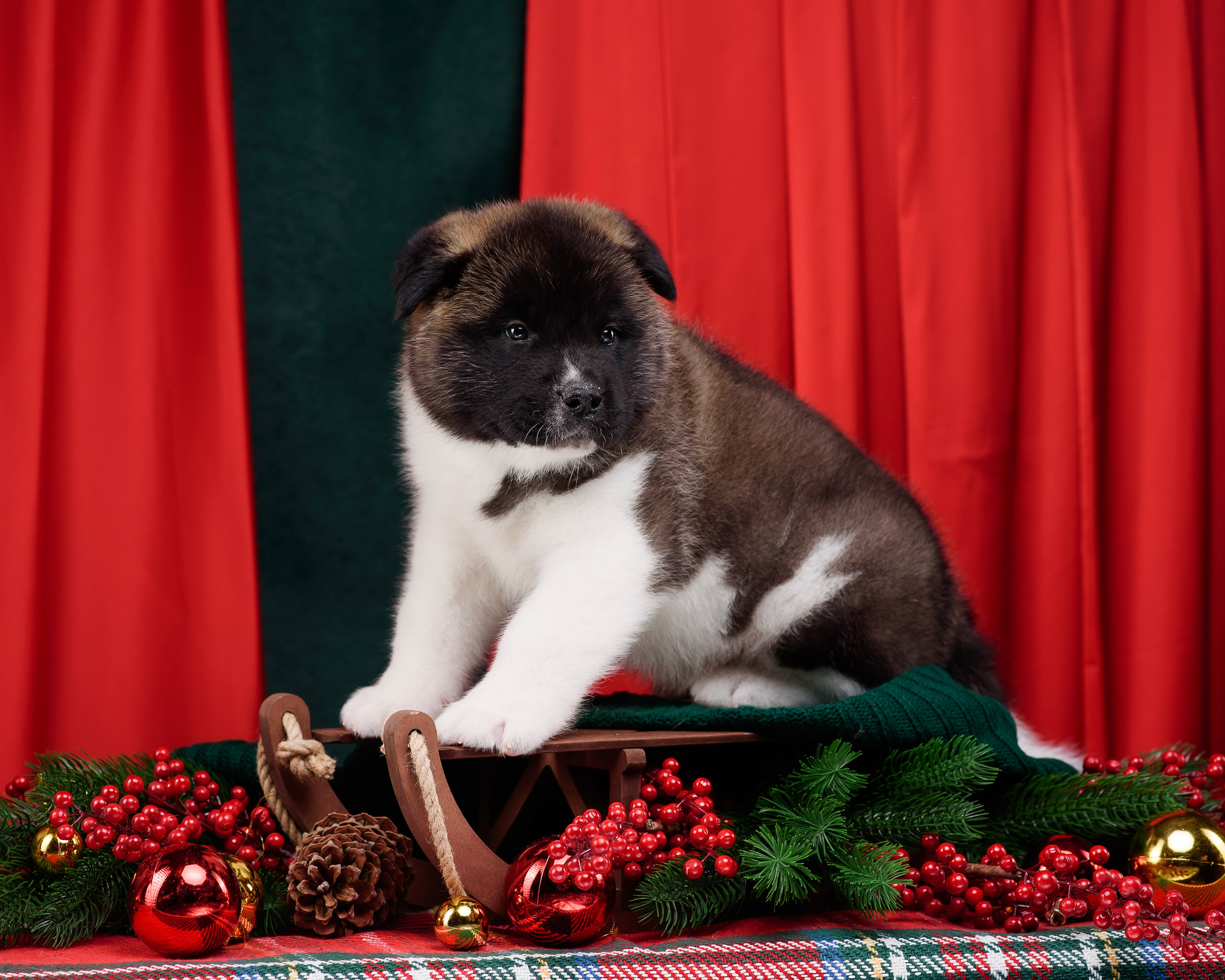 Щенки Американской Акиты. Фотограф — Анималист | Анна Абрамова