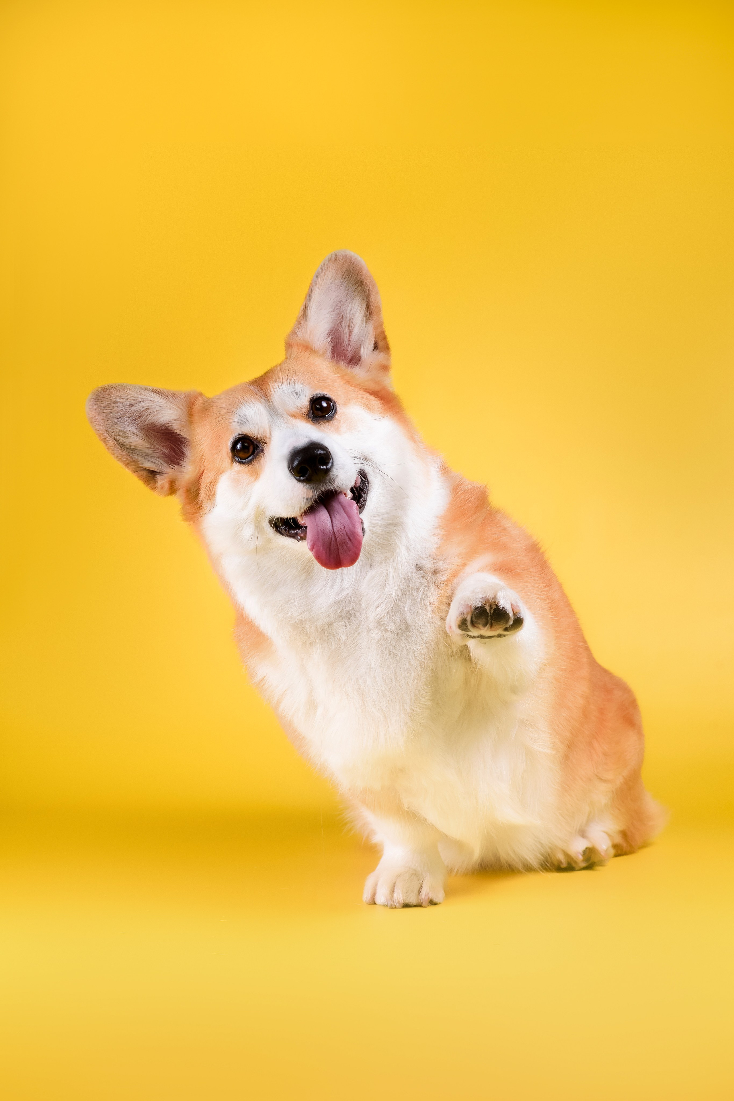 Лея на однотонном фоне. Фотограф — Анималист | Анна Абрамова