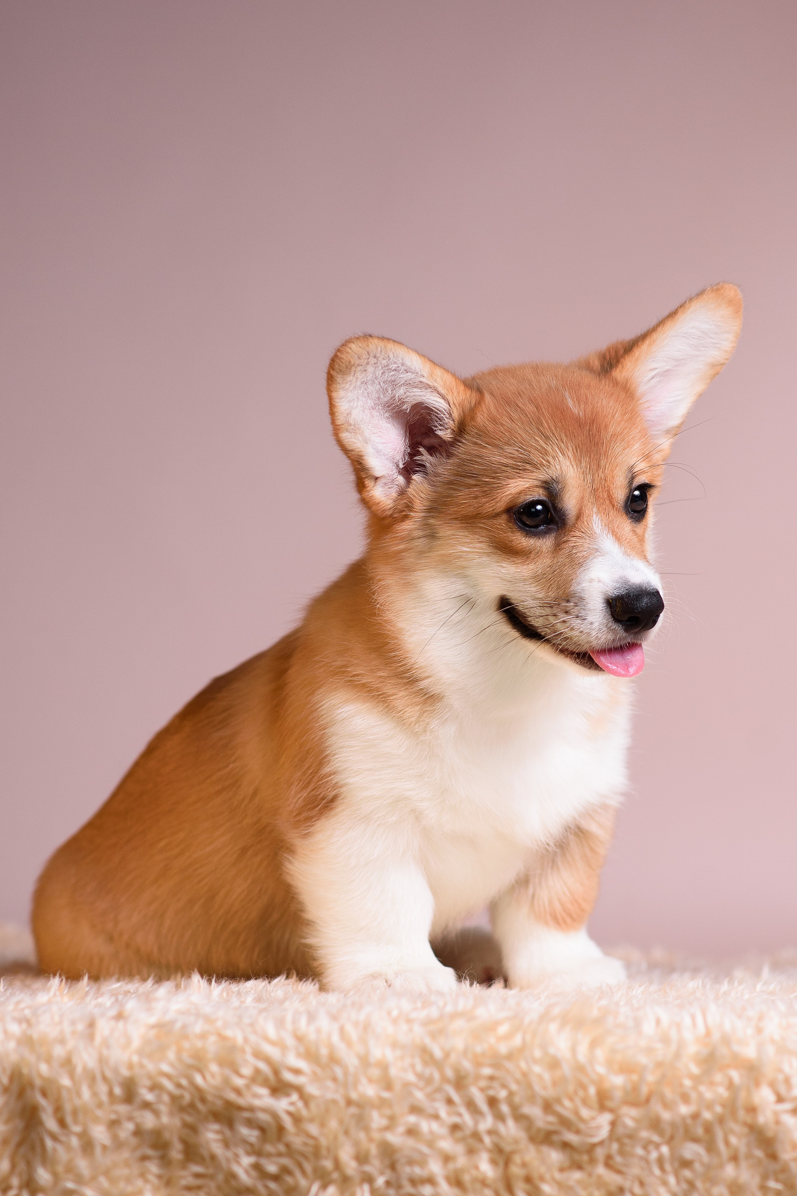 Ликер Синнабон — 11.01.2024. Фотограф — Анималист | Анна Абрамова