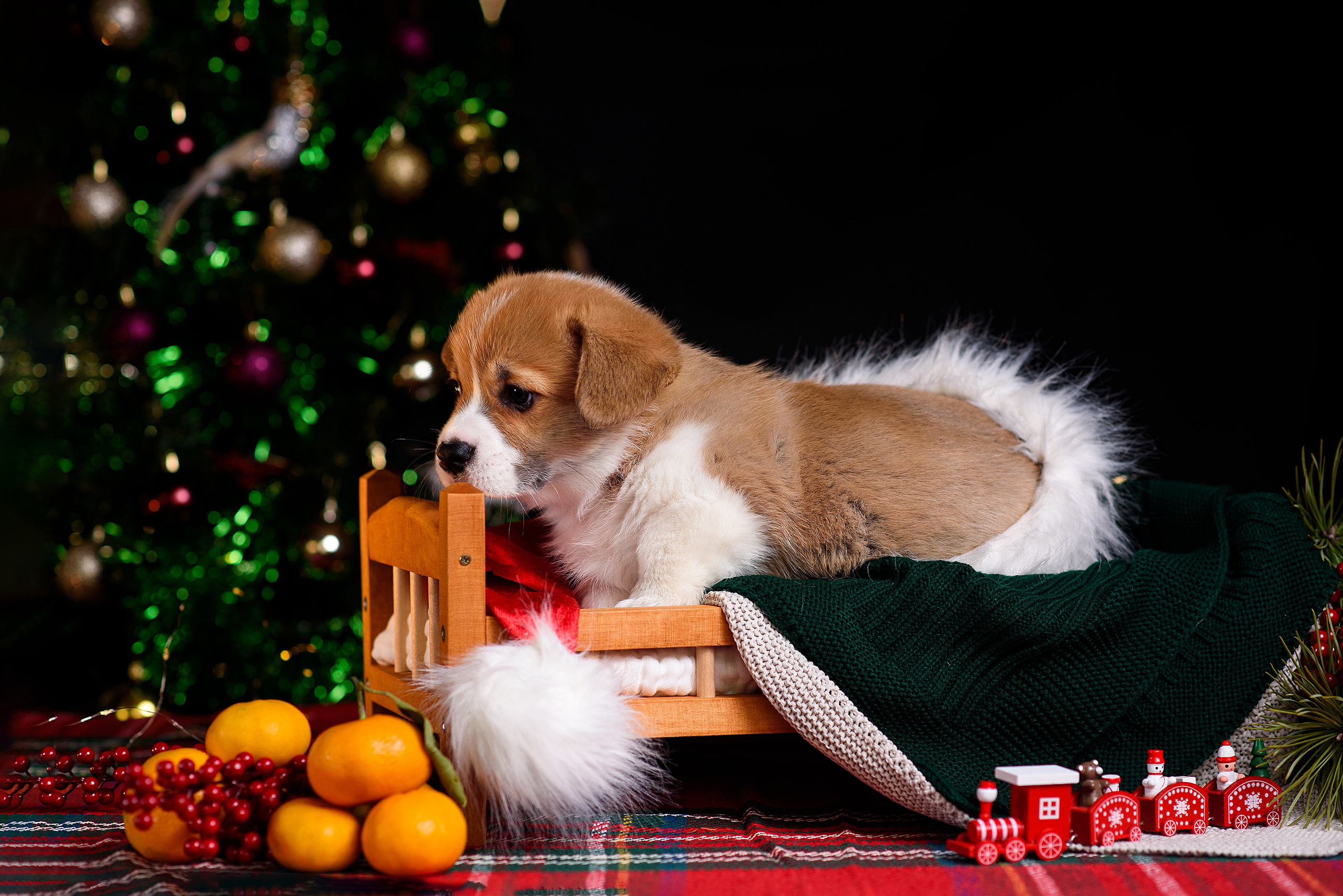 Щенки вельш корги пемброк. Фотограф — Анималист | Анна Абрамова