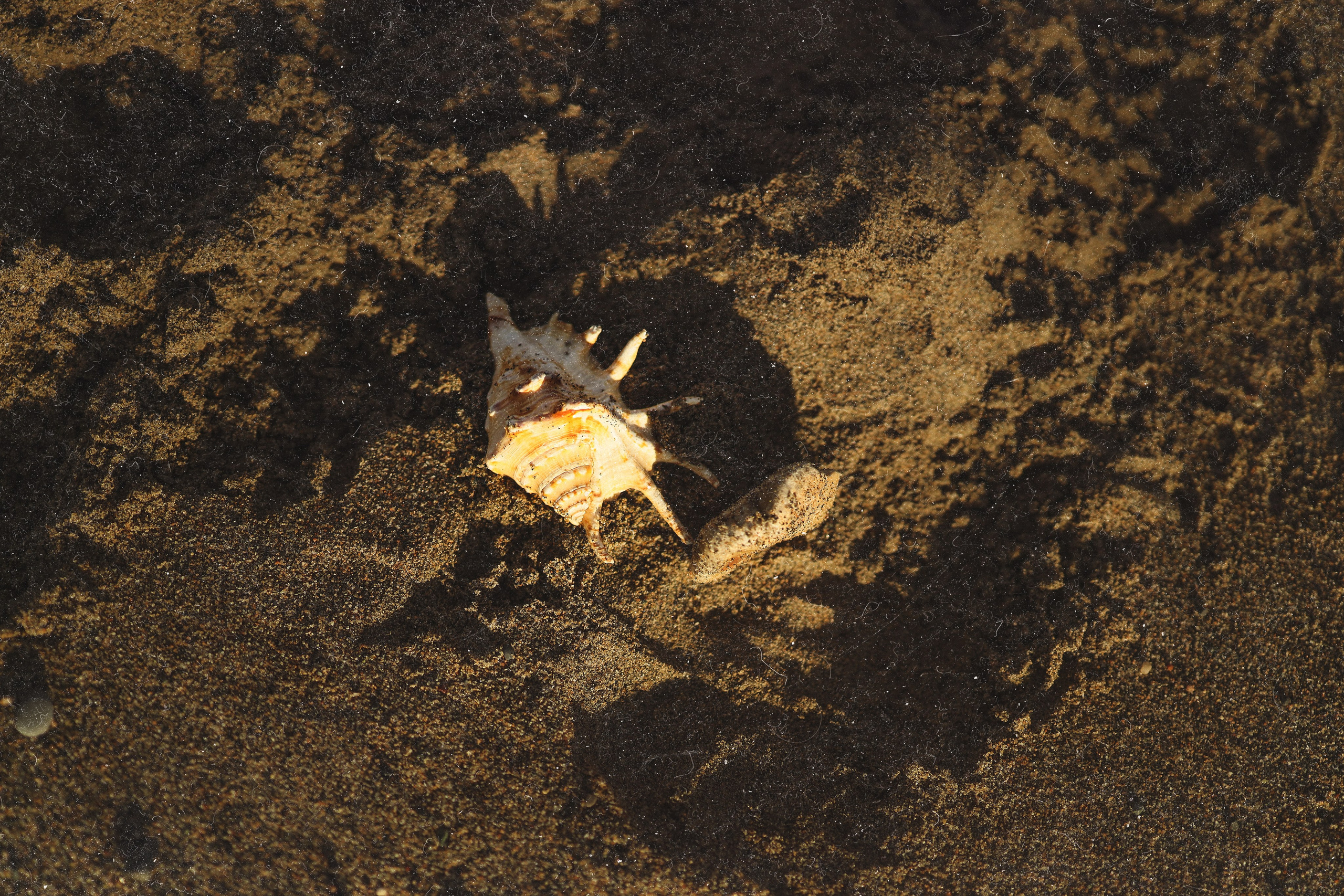 Семейная фотосессия на пляже в Сухуме. Свадебный и семейный фотограф в Абхазии Жанна Соснина
