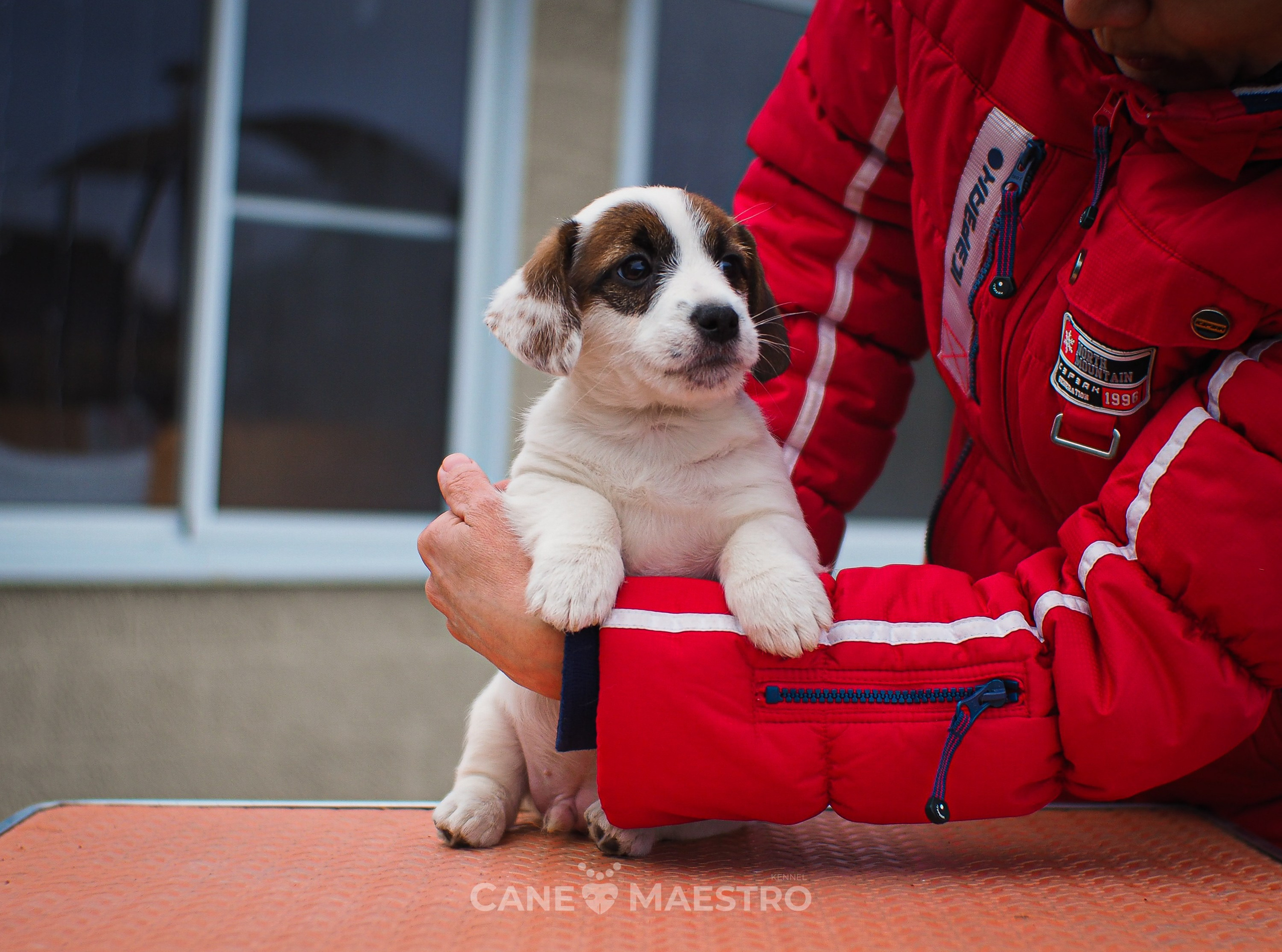 1КОБЛ_МОНОКЛЬ_Ц_ЛИТТЕР. CANE MAESTRO — kennel Jack Russell Terrier