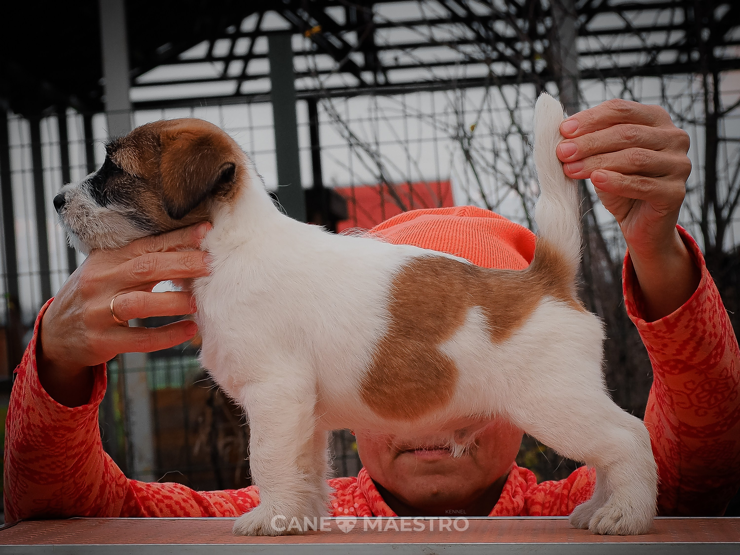 КОБЛ_5_БР_27. КАНЕ МАЭСТРО — питомник Джек рассел терьеров