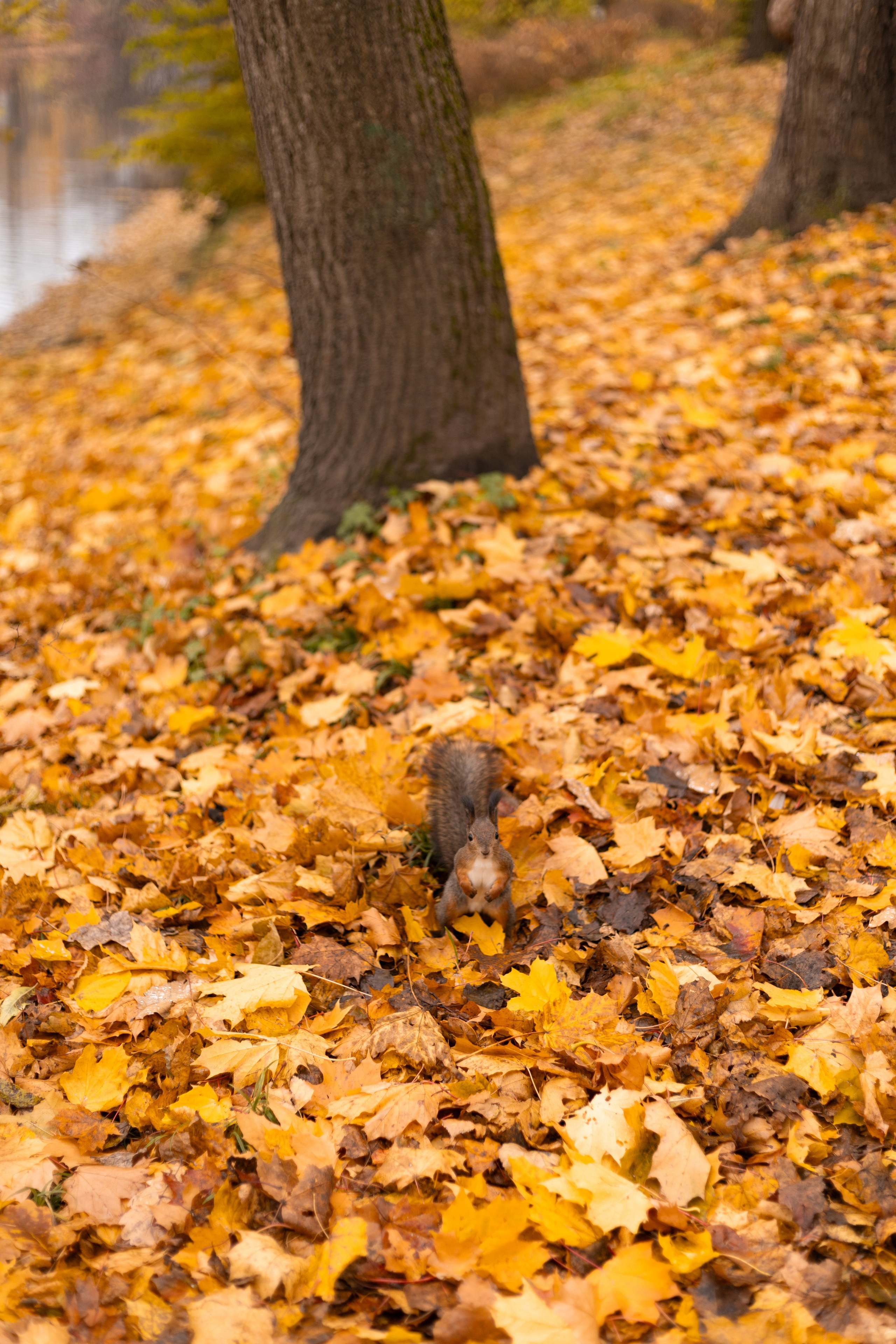 Катя и Карен. Фотограф в Санкт-Петербурге Смирнова Диана