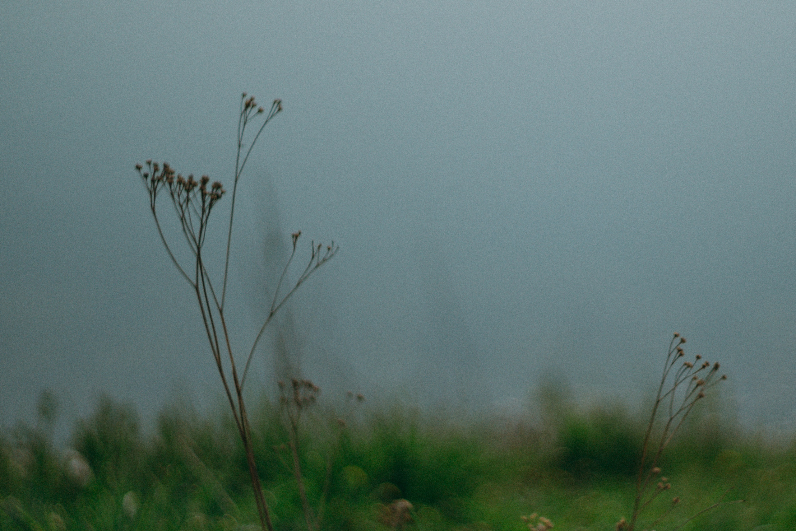 Настя и Рахат. Фотограф анималист в Москве и Санкт-Петербурге Свиридова Анна