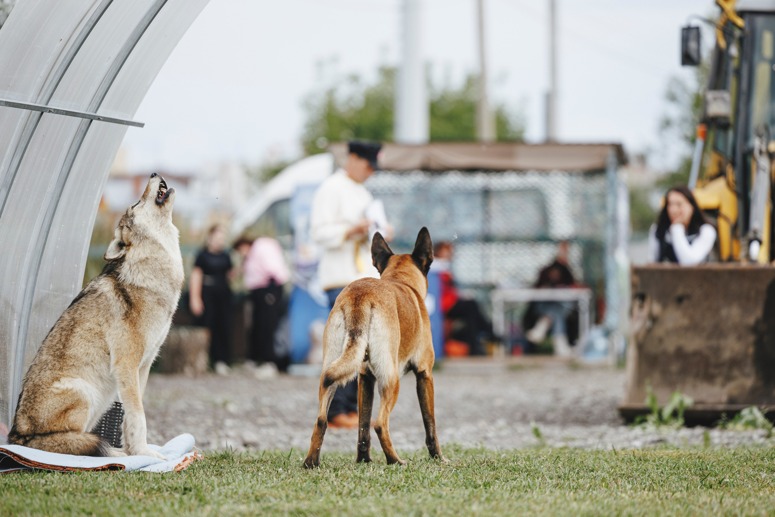 08.08.25-10.08.25 ЧР по мондьорингу г. Вологда. Фотограф-анималист Анна Маринич