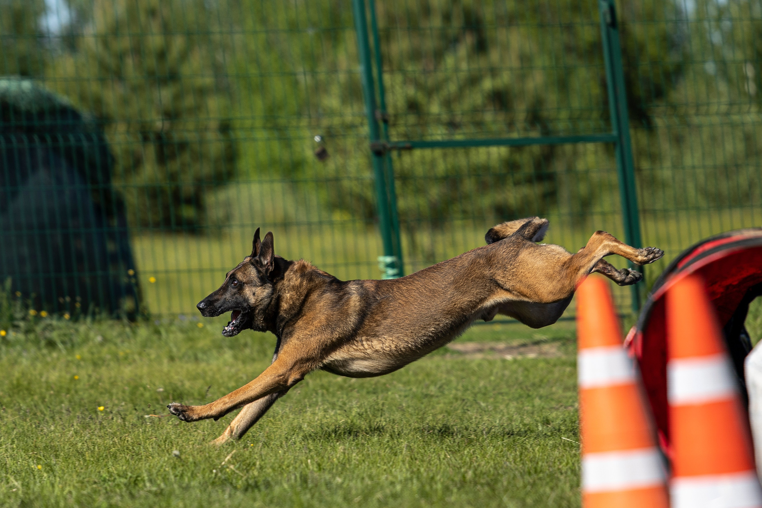 Испытания по мондьорингу в Нижнем Новгороде. Фотограф-анималист Анна Маринич