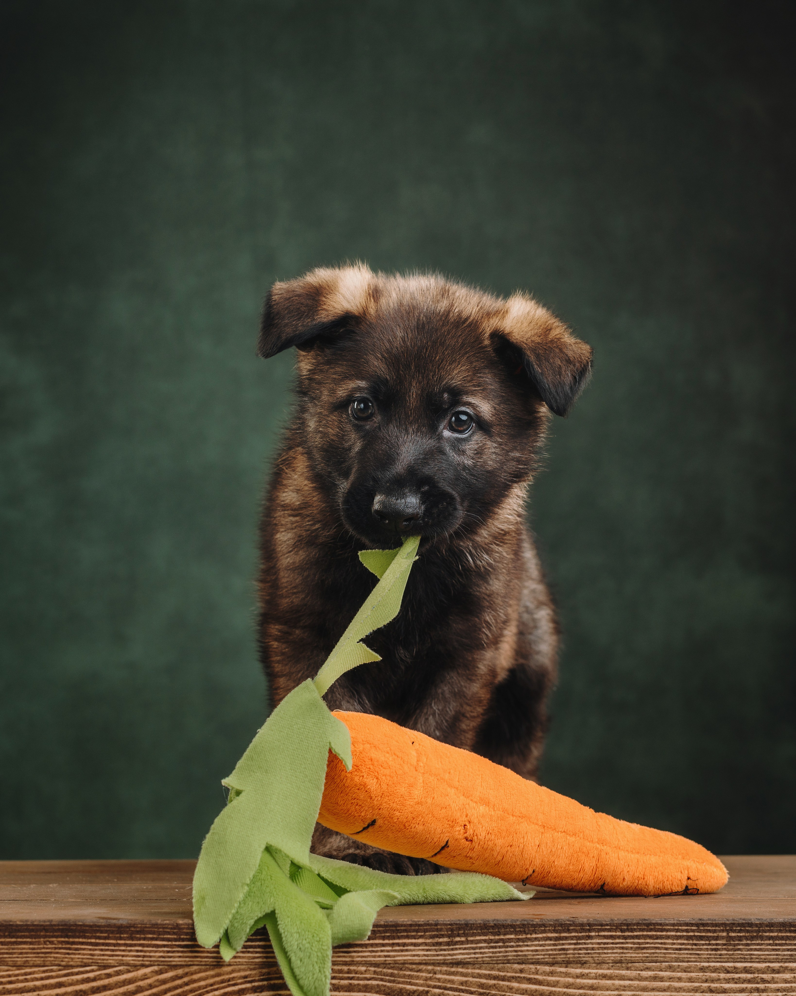 Немецкие овчарки. Фотограф анималист Осипчикова Мария