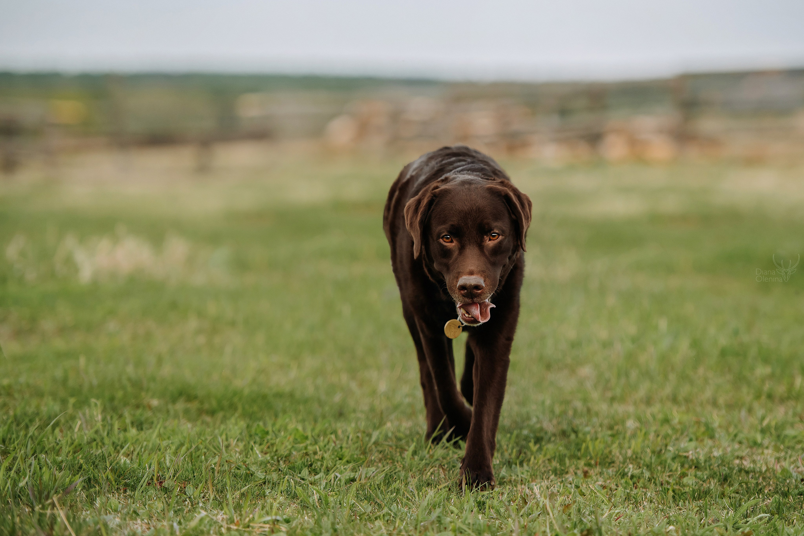 Собаки уличные. Фотограф Диана Оленина Красноярск / Братск