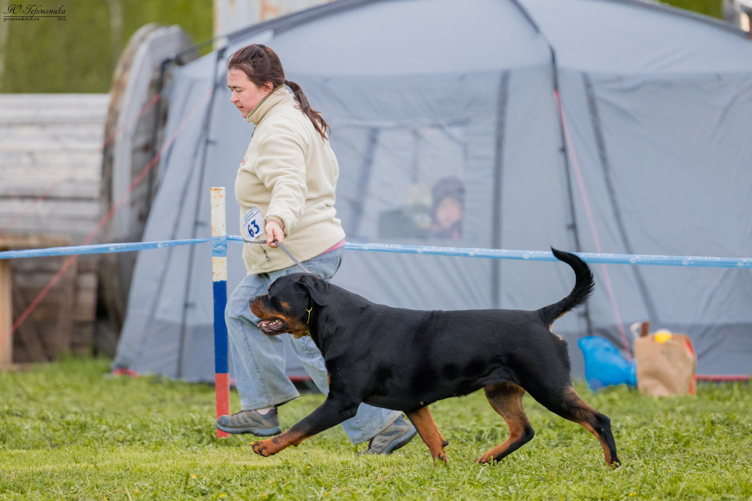Нижний Новгород 11-12.05.2024 моно ротвейлеров. Фотограф-анималист Юлия Германика