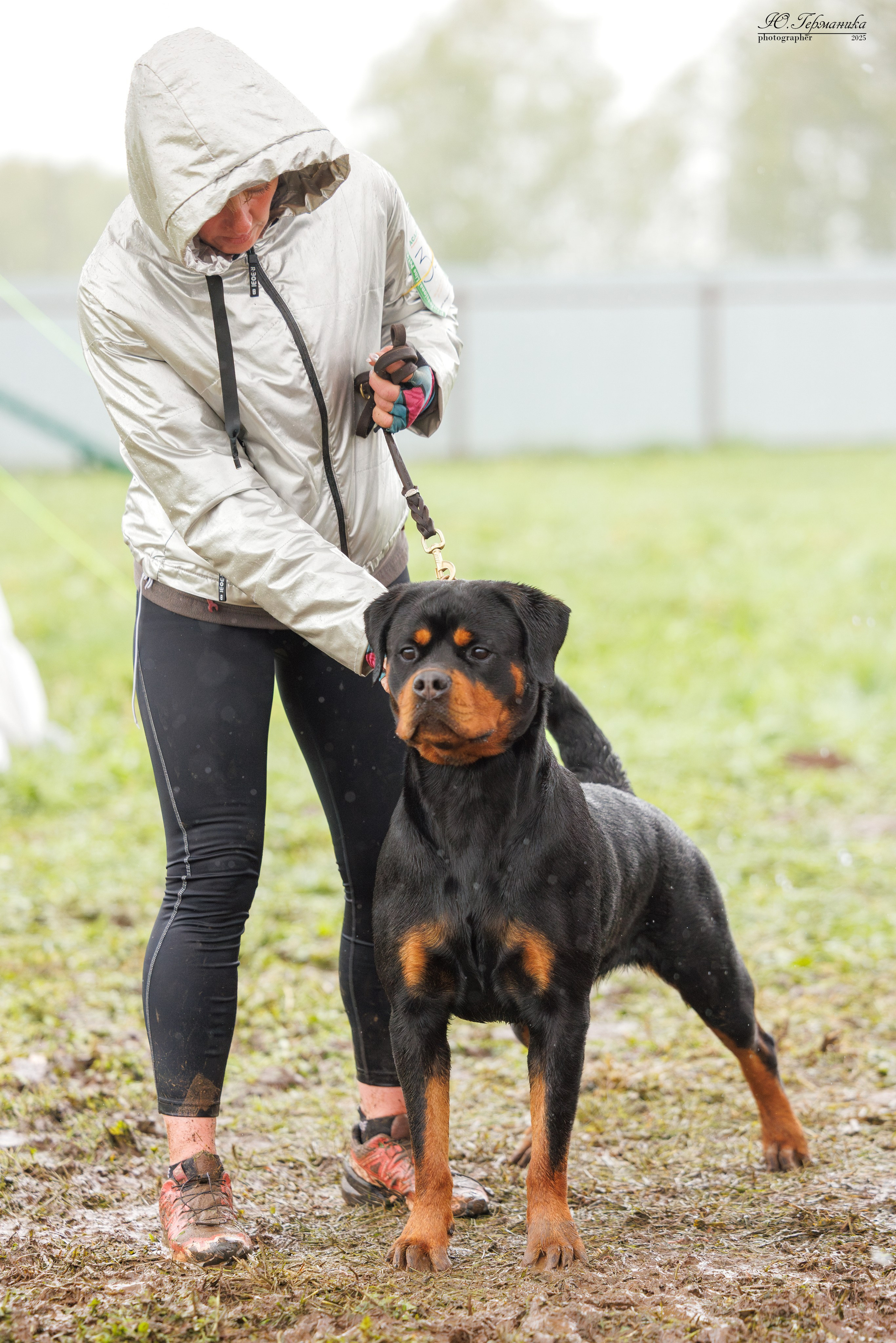 Нижний Новгород 2хмоно ротвейлеров 10-11.05.2025. Фотограф-анималист Юлия Германика