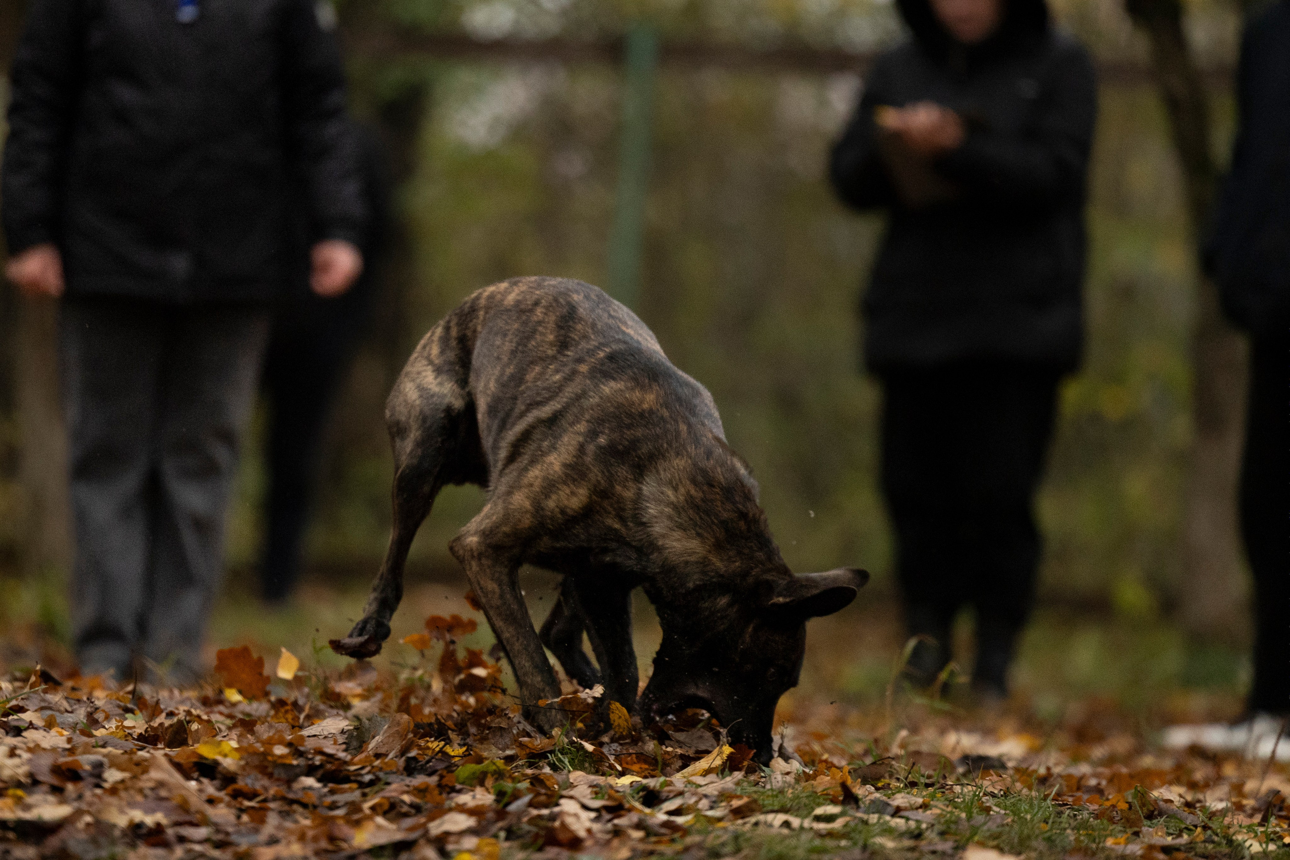Соревнования по Мондьорингу г. Вологда. Фотограф-анималист Анна Маринич