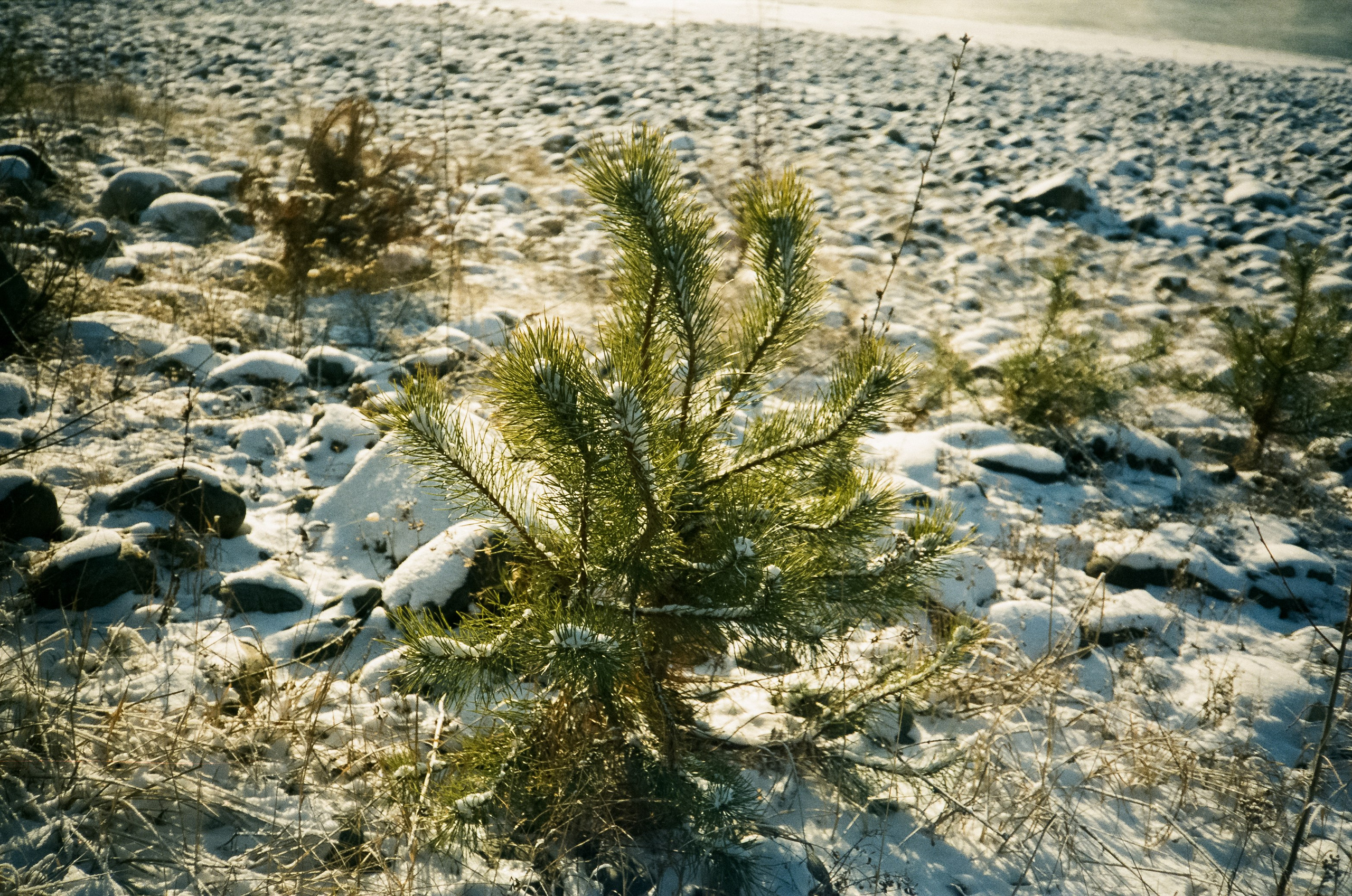 Бережок первый день, мост Бирюзовая Катунь / 10 декабря 2023 года (-25
