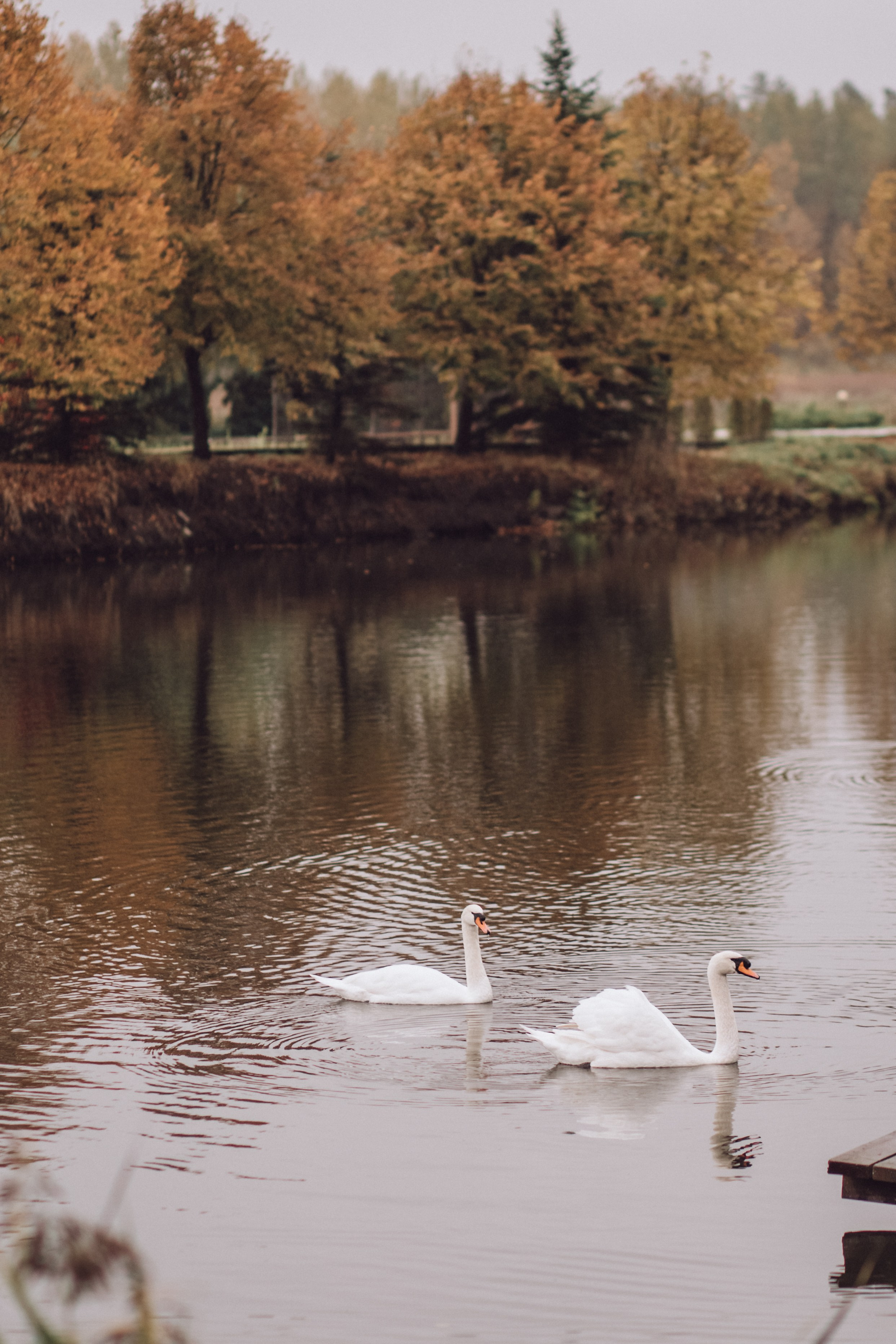Максим и Юлия. Валентина Удалая — семейный и портретный фотограф в Брянске