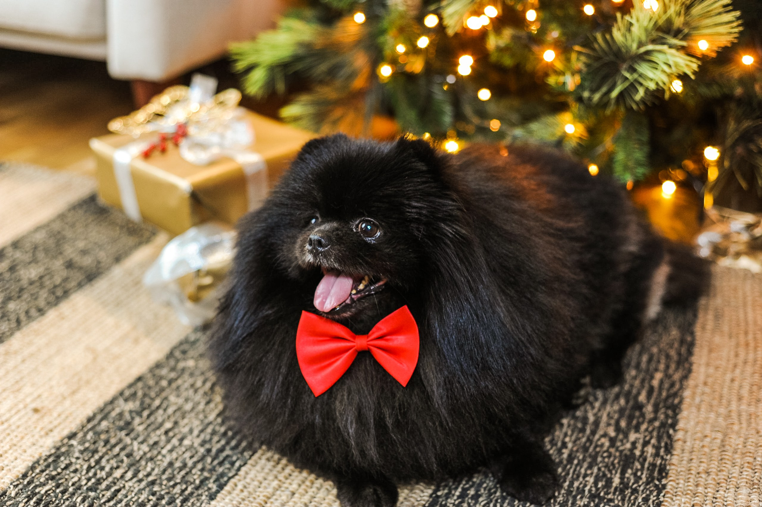 New Year's photo shoot. Photographer Irina Khorosheva