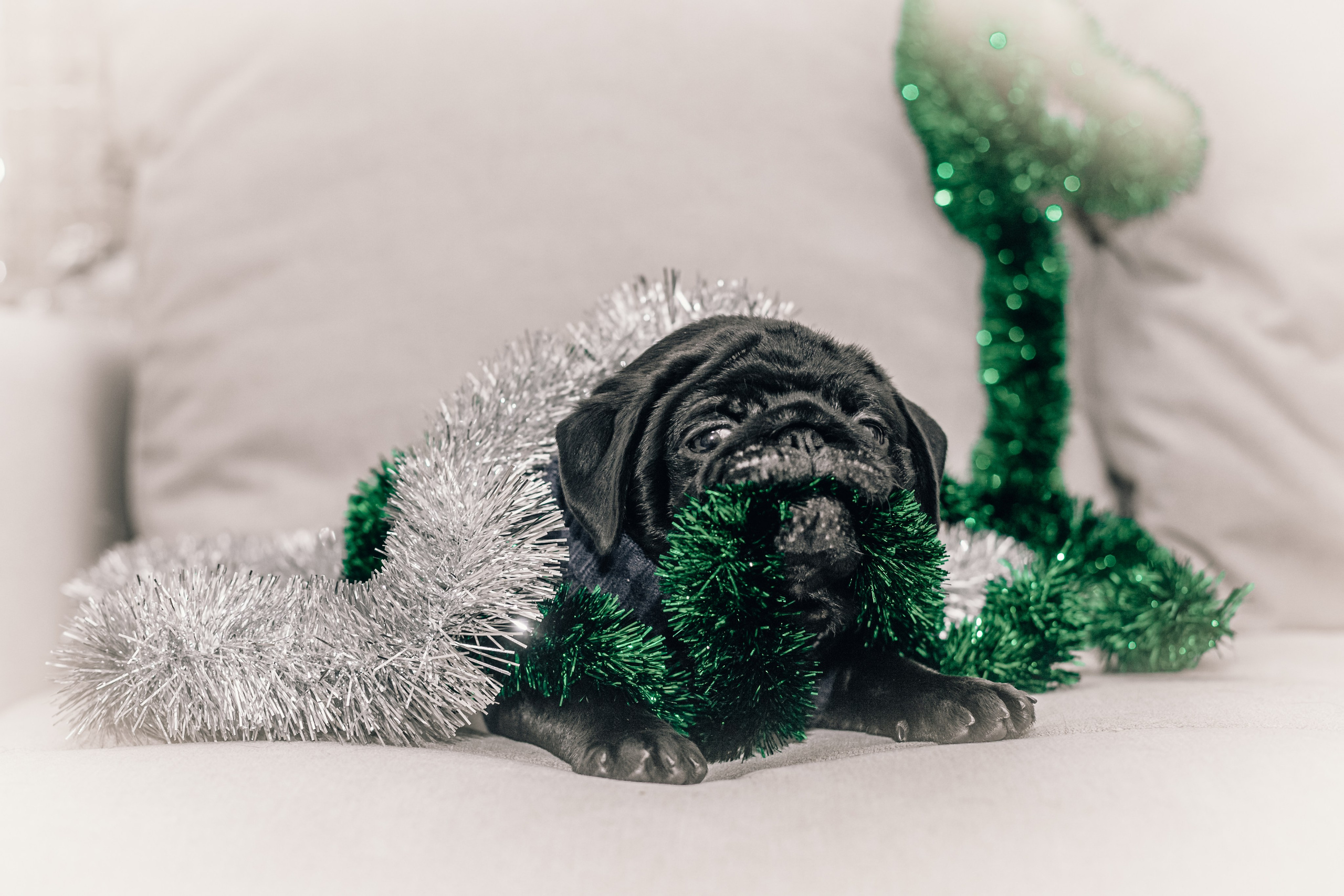 Домашняя фотосессия Оли и двух ее мопсов. Фотограф-анималист Татьяна Степанова