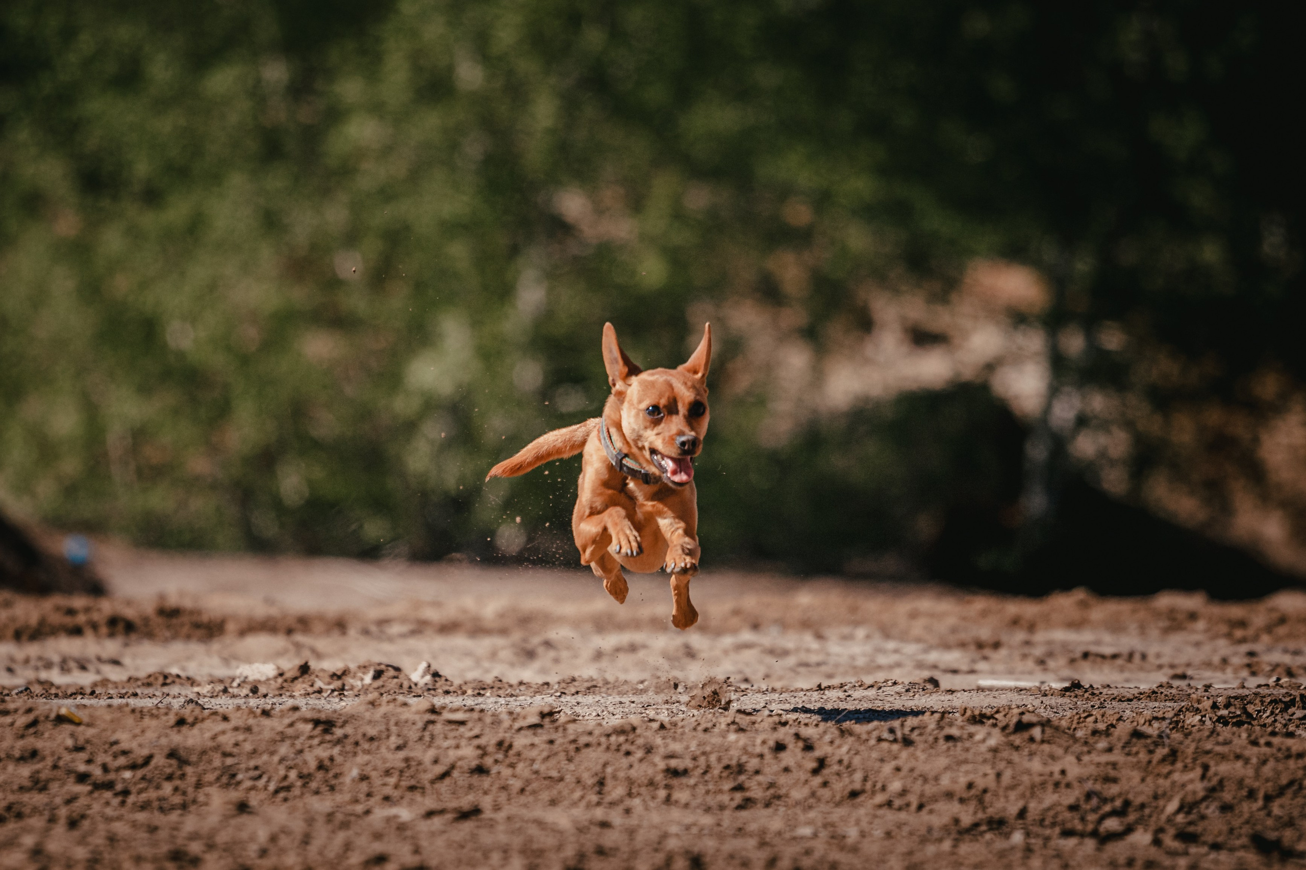 Кондуки. Фотограф-анималист Татьяна Степанова