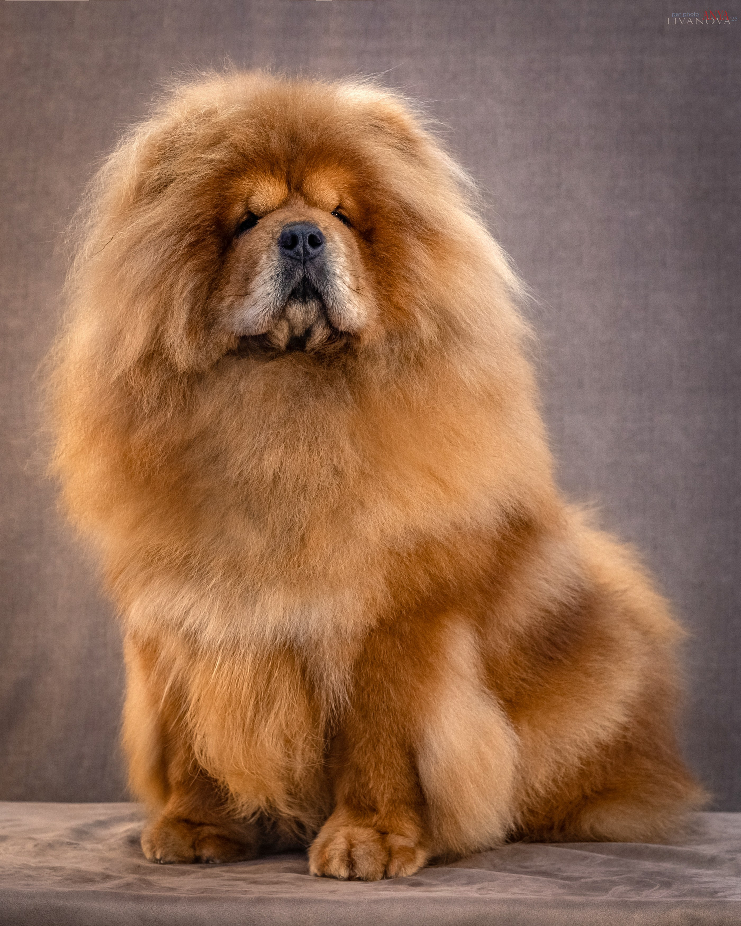 Дарик. Фотограф анималист Аня Ливанова | Рыбинск