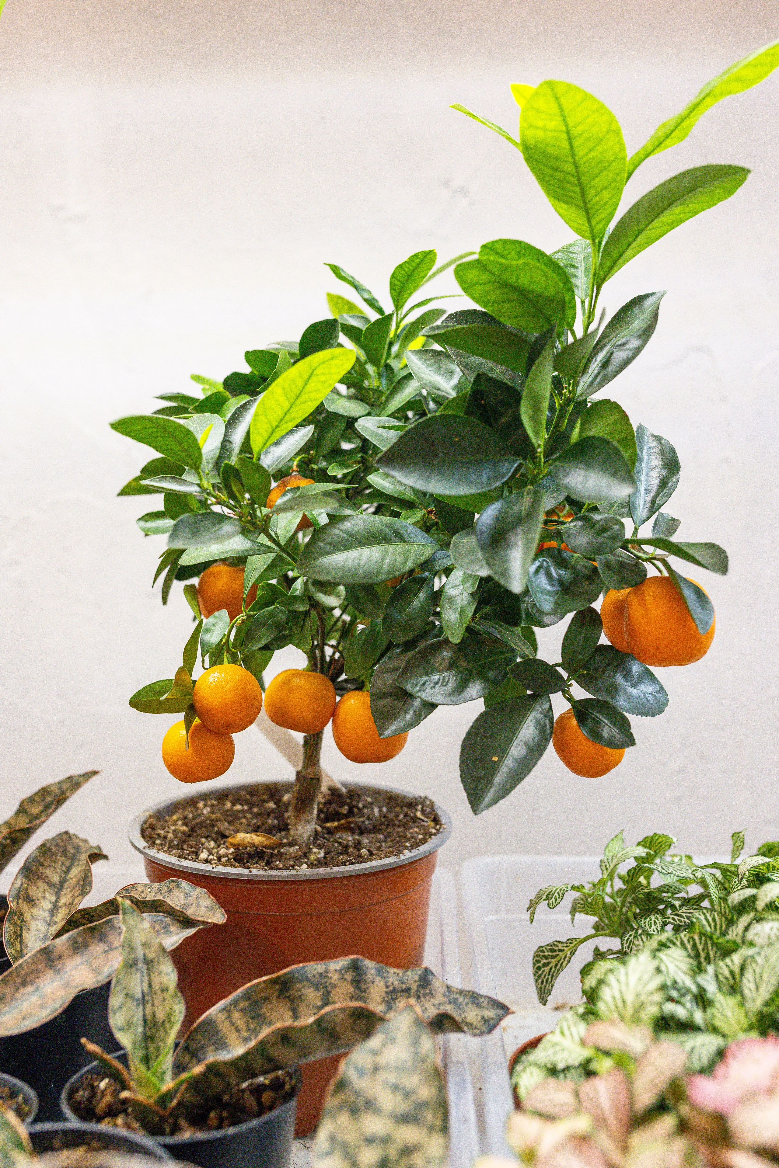 Ярмарка Green Rare 20.09.25. Александра Куликова фотограф, Москва