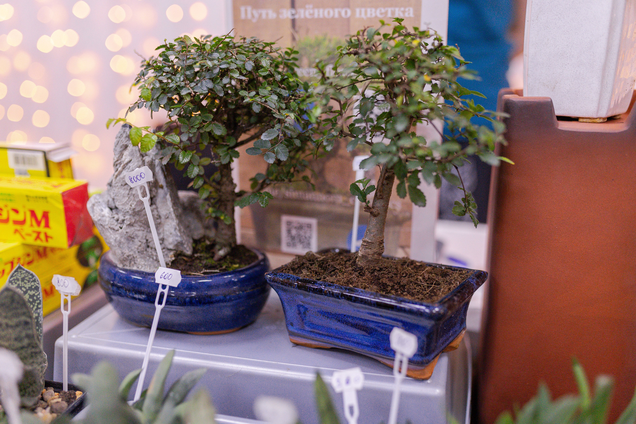 Орхидиум 12.2025. Александра Куликова фотограф, Москва