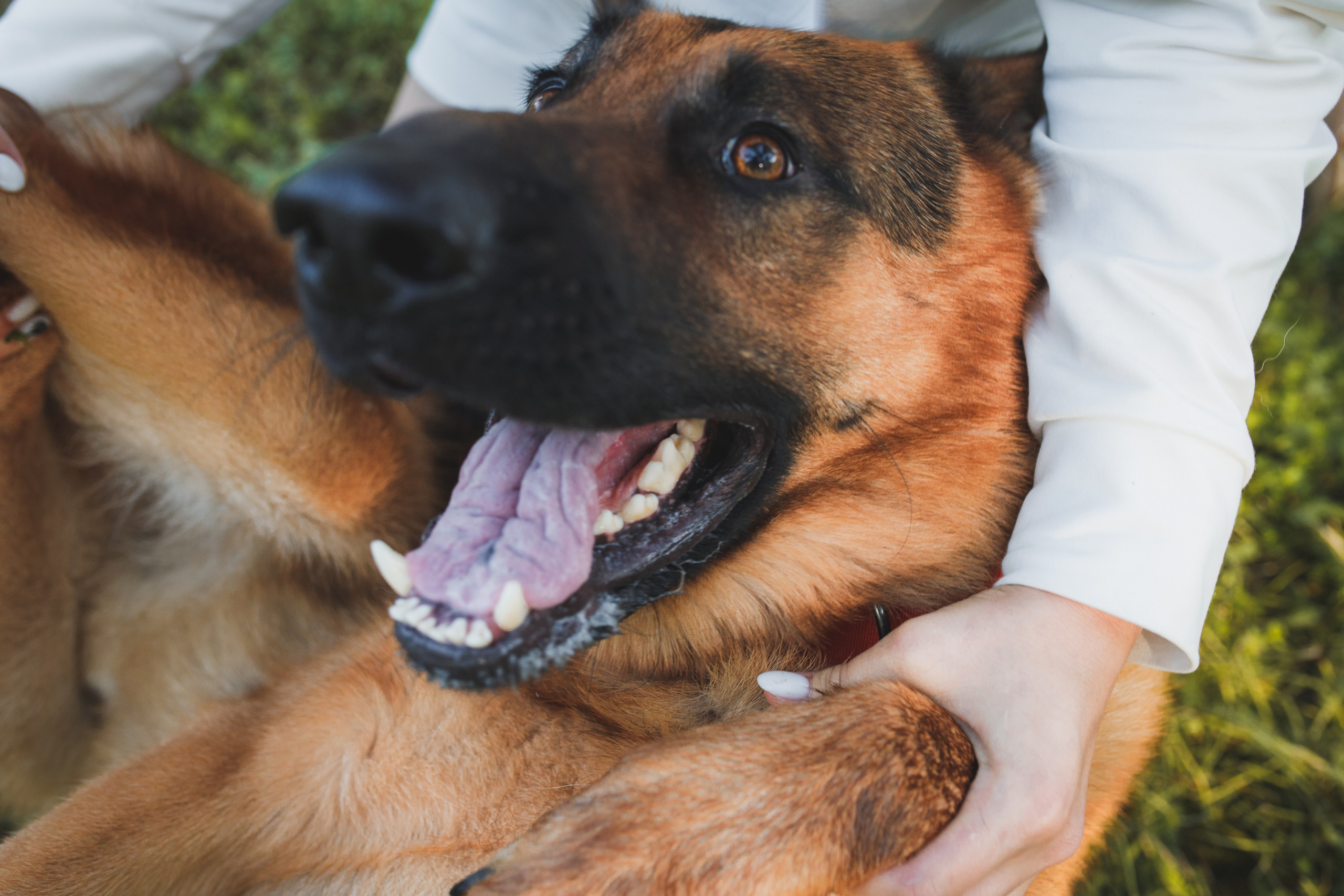 Фотопрогулка молодой девушки и ее собаки летним утром в парке. Семейный и школьный фотограф в Москве Анна Ткач