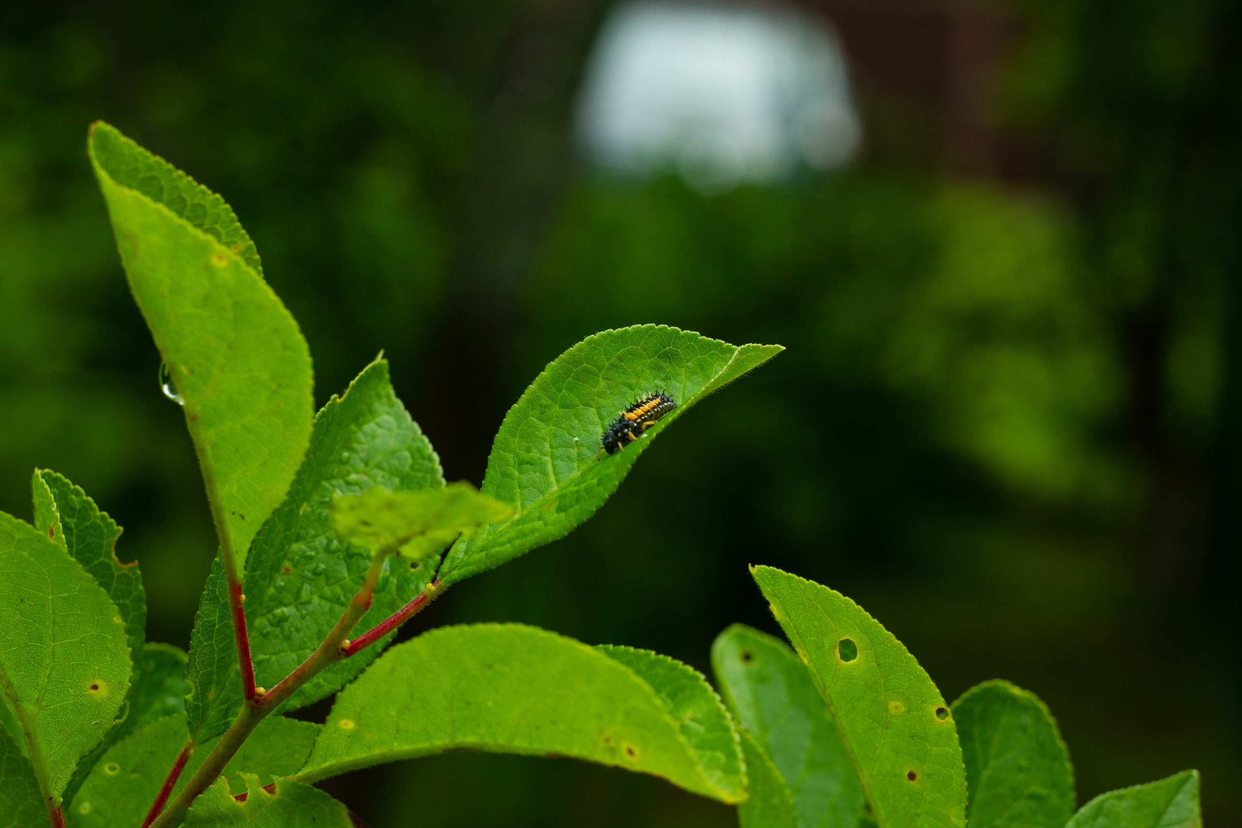Dacha vibes. Папка кадров 📁