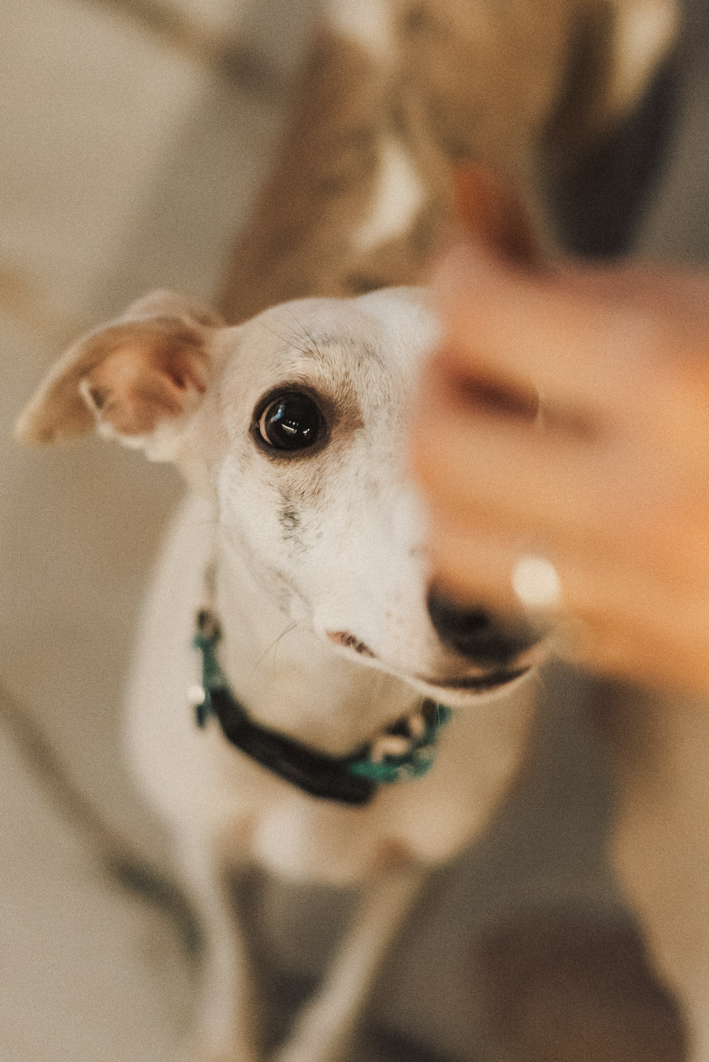 Zarina & Leah. Natalia Finch Photography — Family, Kids & Pet Photographer in Chicago, IL