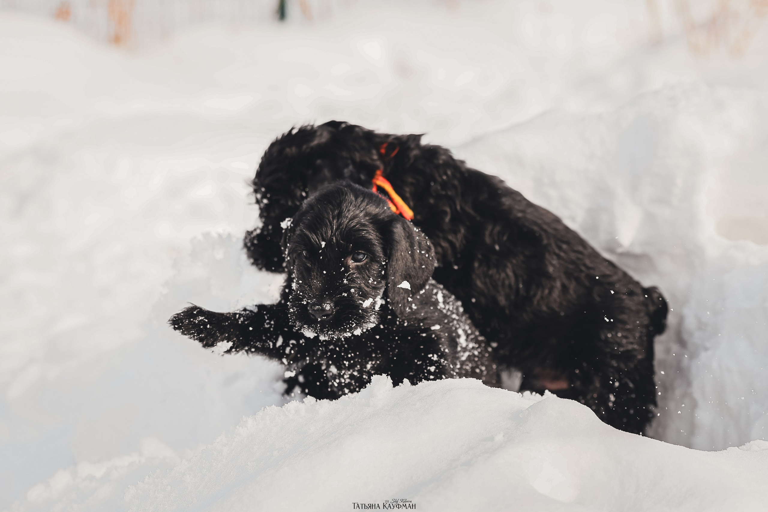 Ризеншнауцер, щенки ризеншнауцера, купить ризеншнауцера, купить щенка, ризеншнауцер Новосибирск, фотосъемка щенков, фотосессия собак, заказать фотосессию, фотографии щенков, сфотографировать щенка, фотограф Анималист, фотограф собак Новосибирск, фотограф анималист Новосибирск
