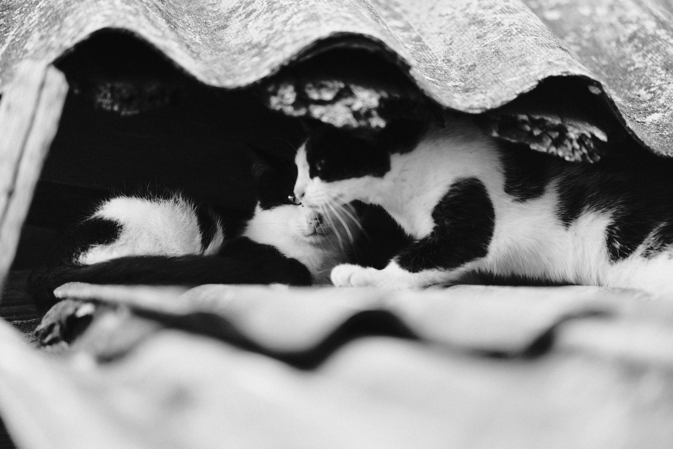 ЧБ. Фотограф-любитель из Кирова Андрей Погребняк