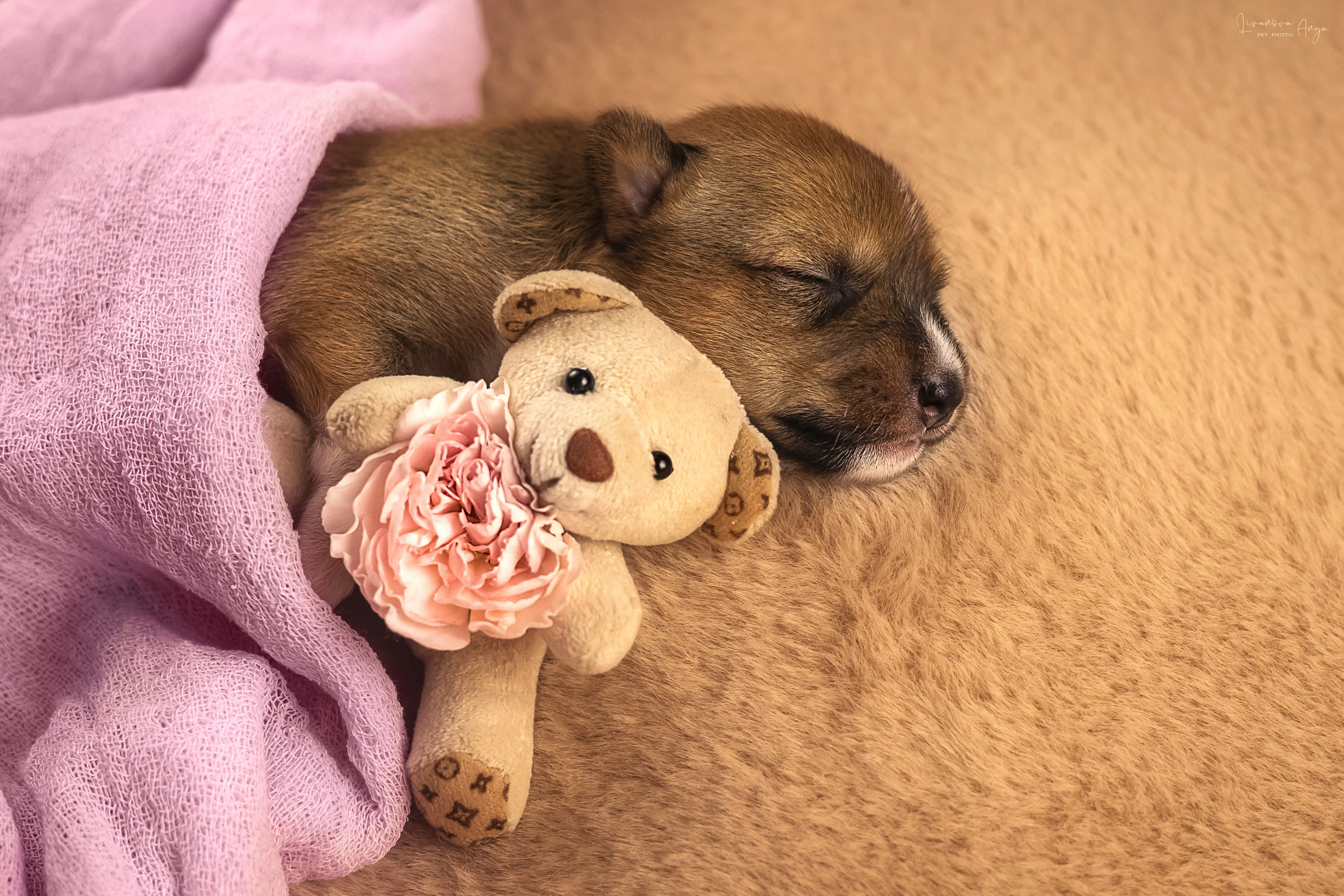 Басеньки. Фотограф анималист Аня Ливанова | Рыбинск