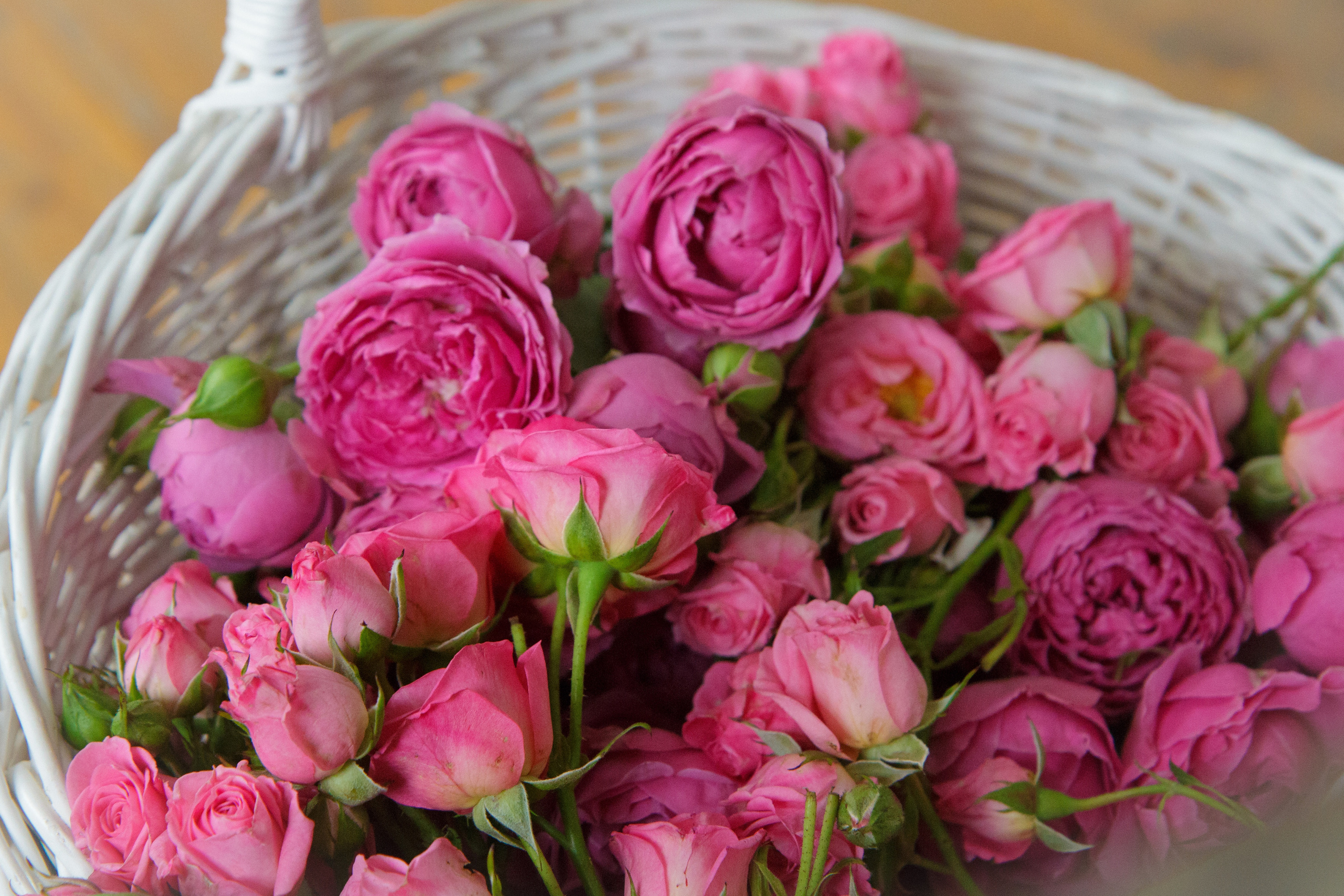 Женя и Лиза. Свадебный и семейный фотограф в Могилеве и Минске