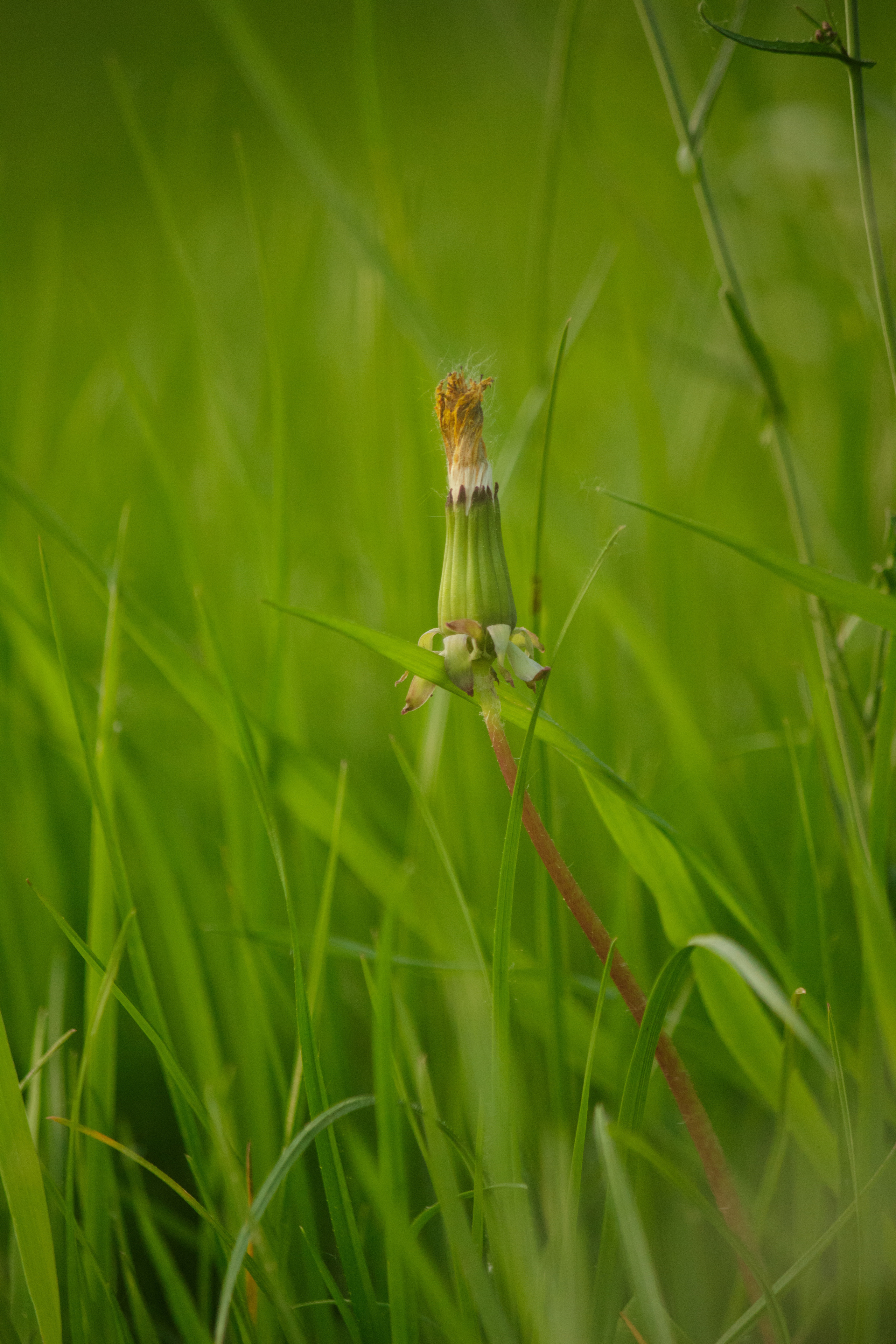 Миша и Аня весенняя. Свадебный и семейный фотограф в Могилеве и Минске