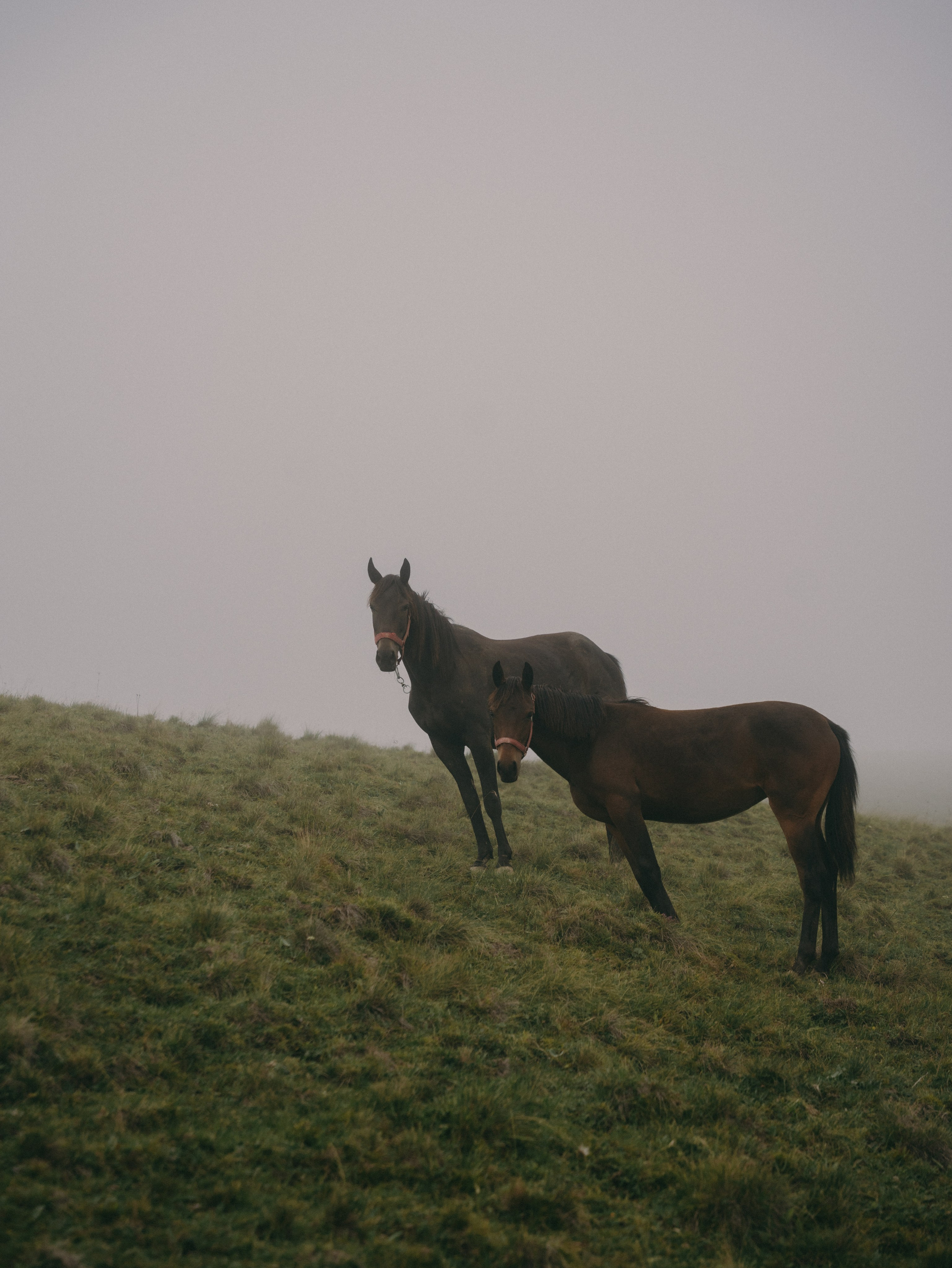 Пикник в горах. Свадебный фотограф Ирина Беляева Пятигорск|Кисловодск|Эльбрус|Домбай
