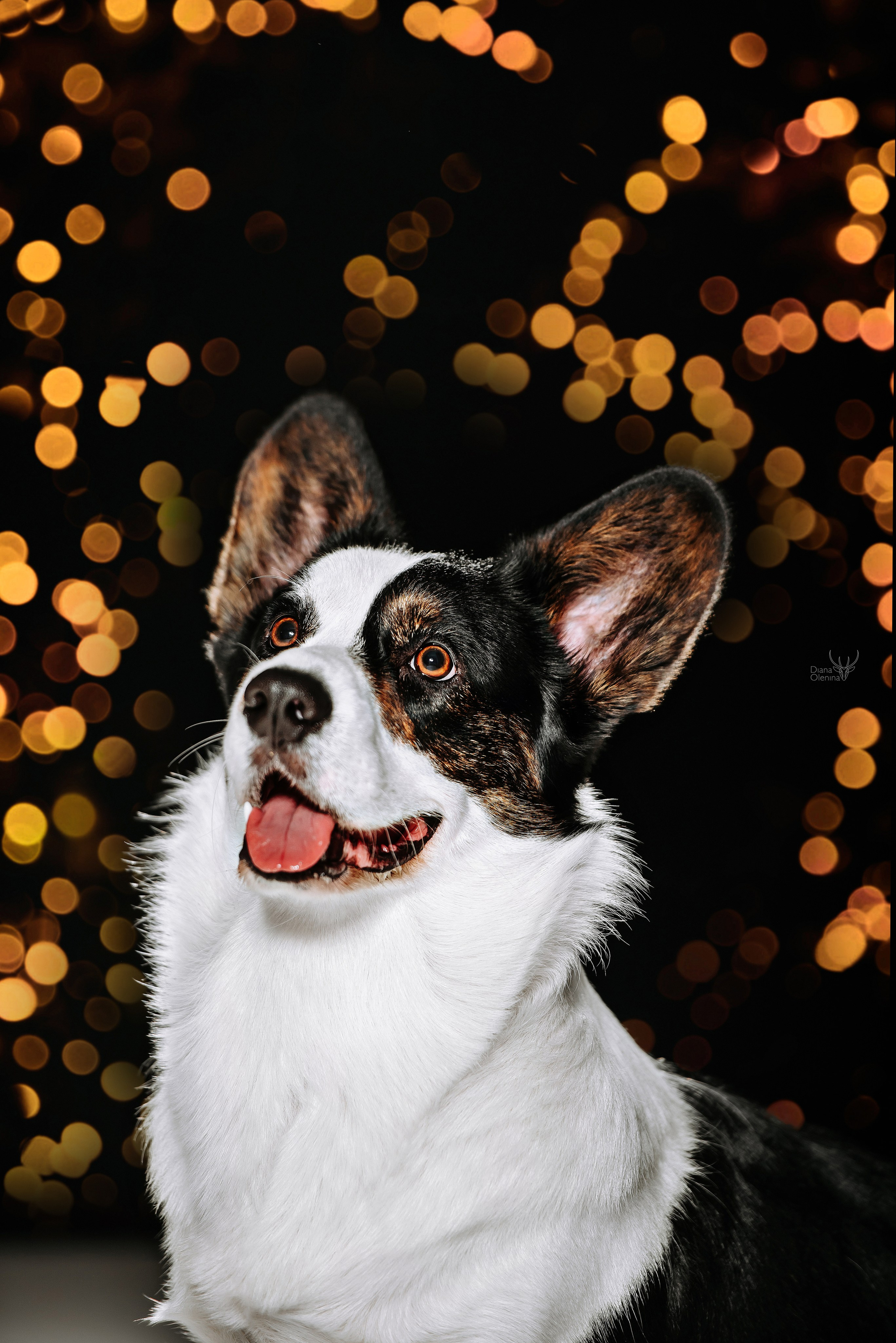 Собаки фоны. Фотограф Диана Оленина Красноярск / Братск