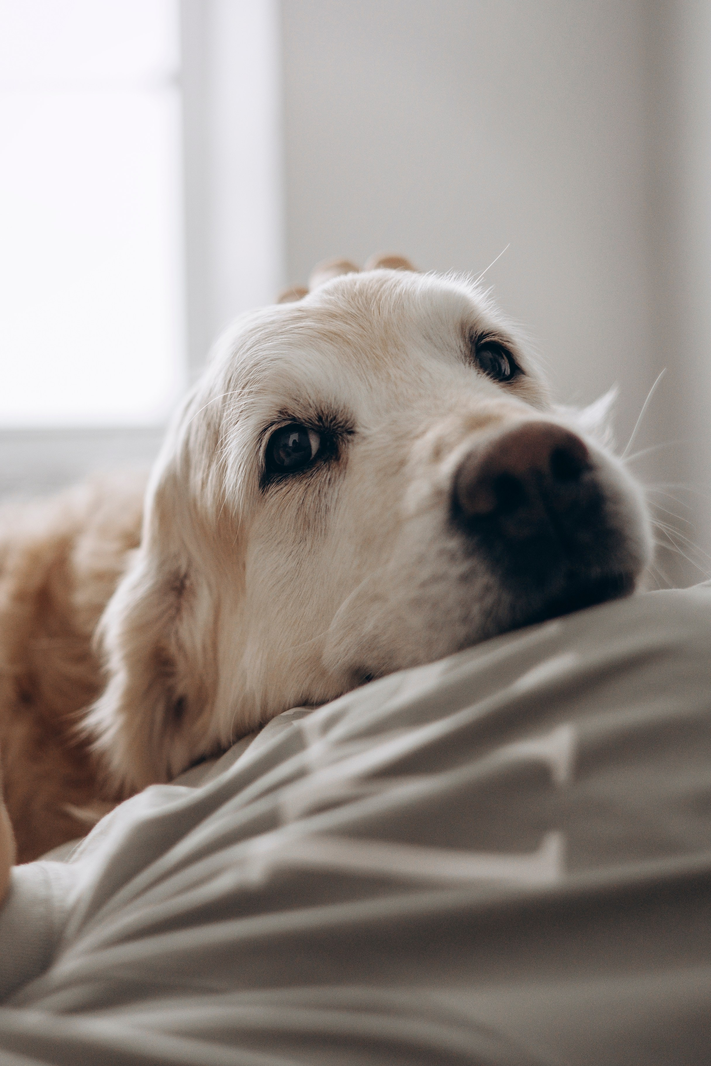 Ирина и Луна. Фотограф — Анималист | Санкт-Петербург