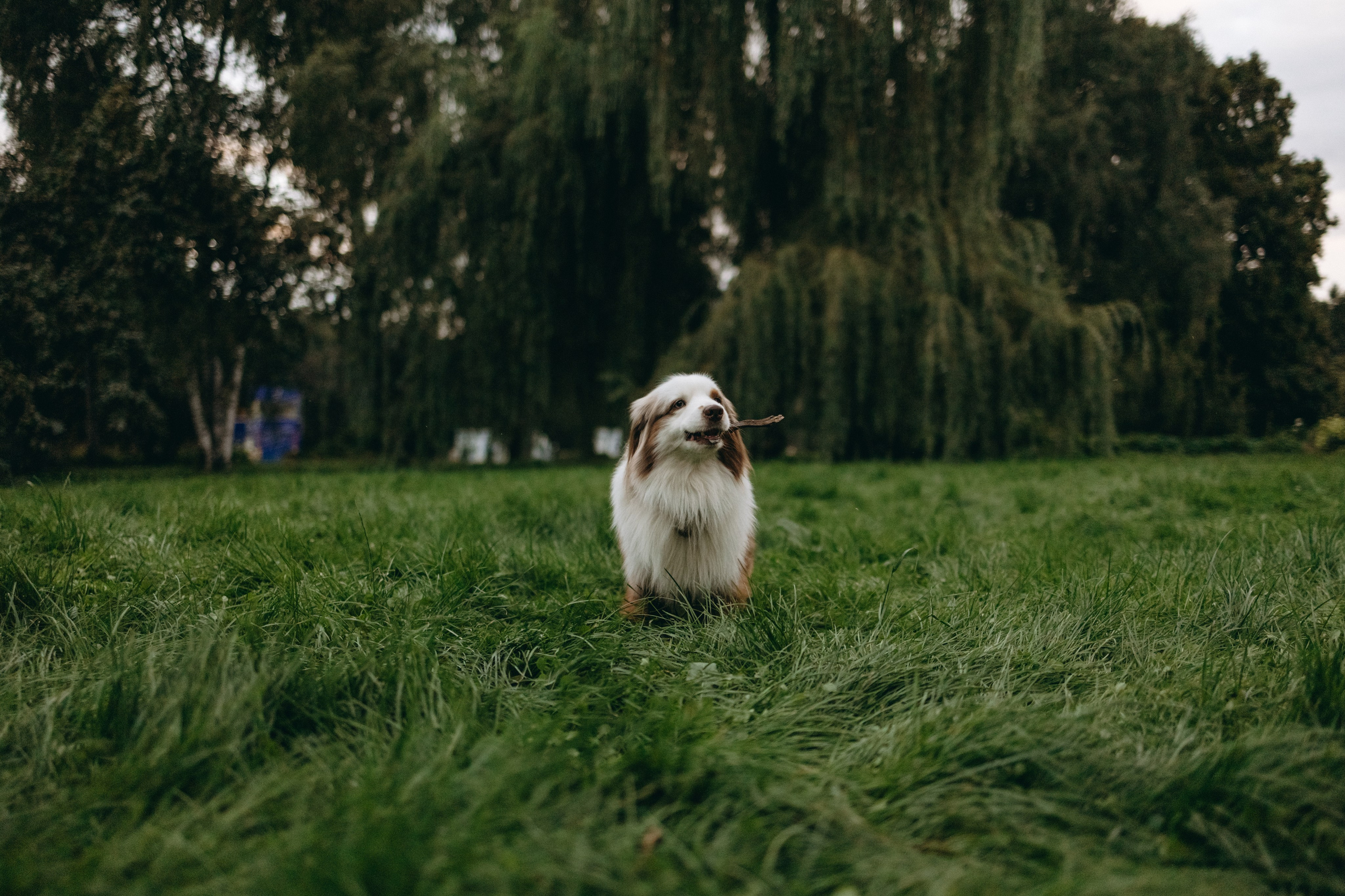 Маша и Эклер. Фотограф — Анималист | Санкт-Петербург