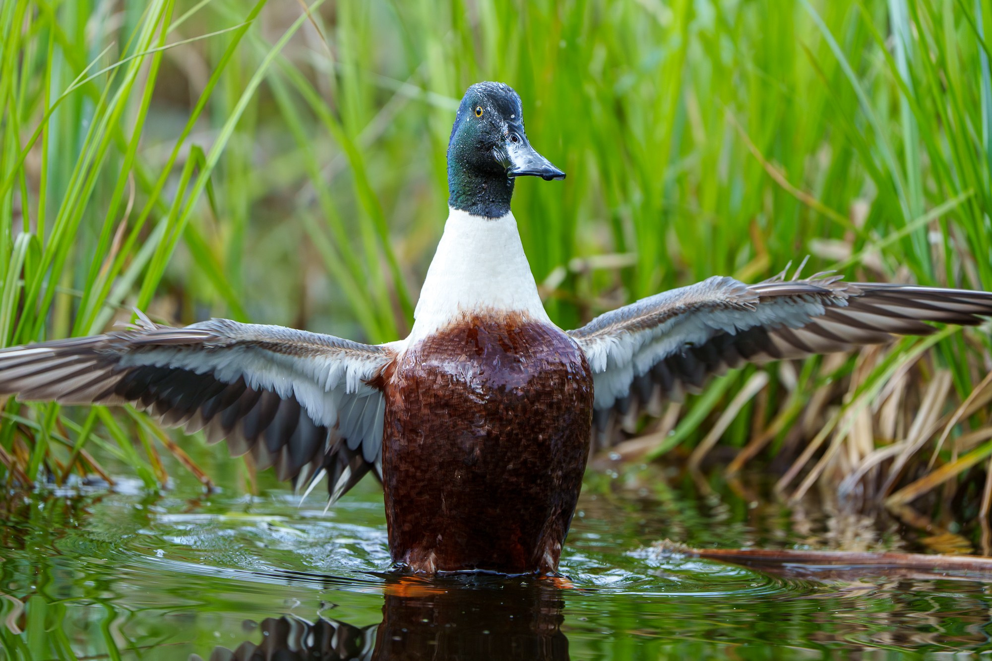 Удивительные мир птиц. Вокруг нас столько прекрасного — присмотритесь!. Ваш личный фотограф Марина Волкова