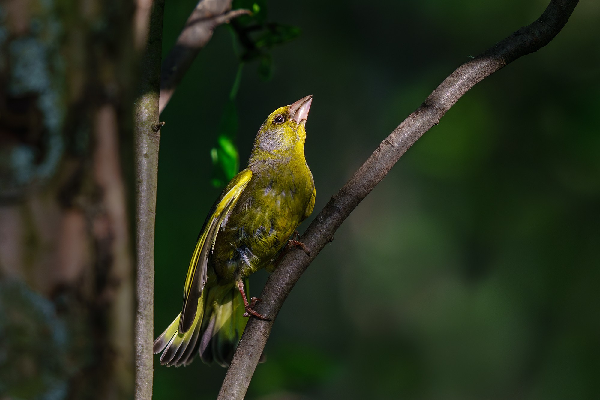 Удивительные мир птиц. Вокруг нас столько прекрасного — присмотритесь!. Ваш личный фотограф Марина Волкова