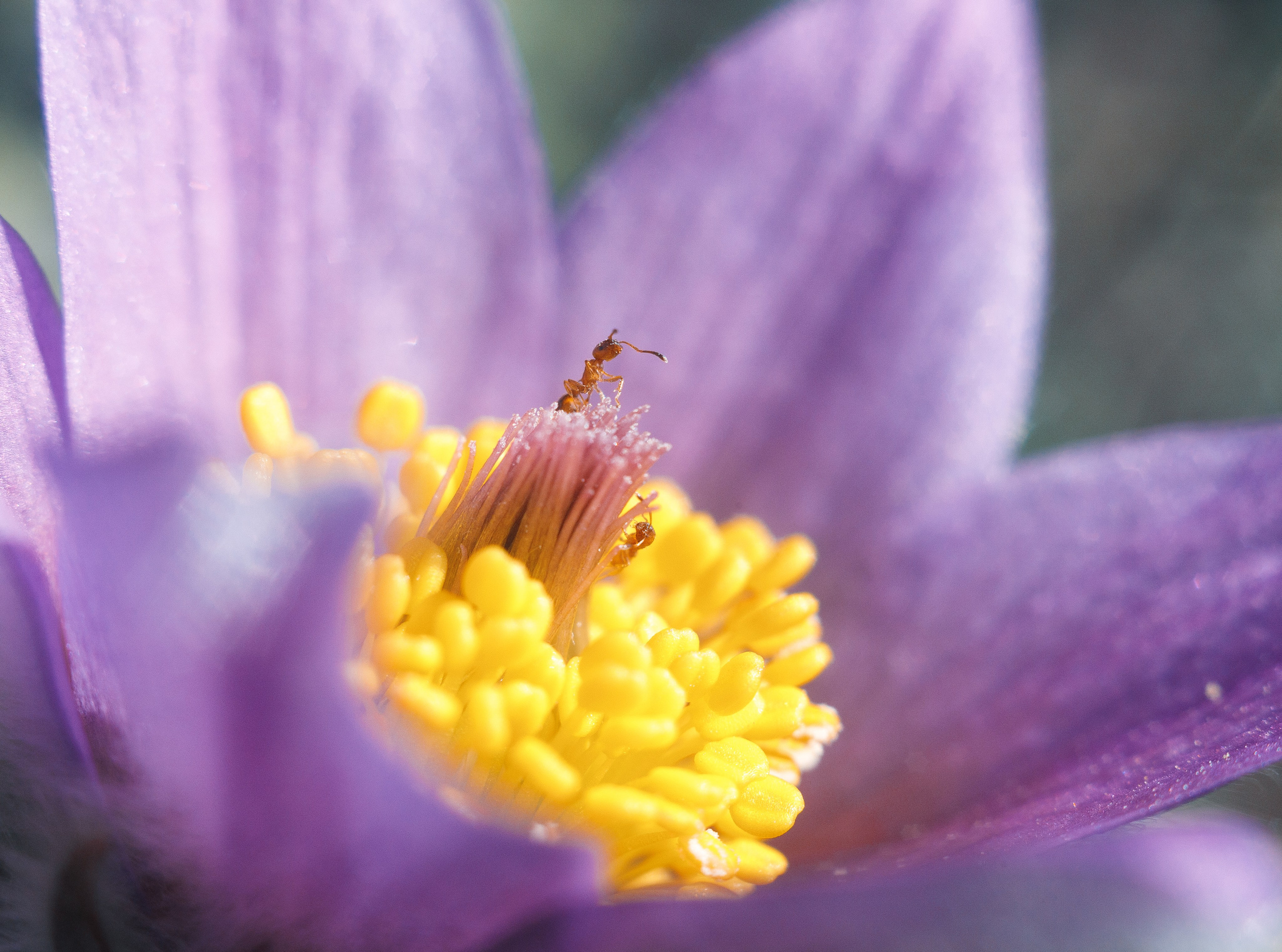 Nature. Артем Корнев Фотограф