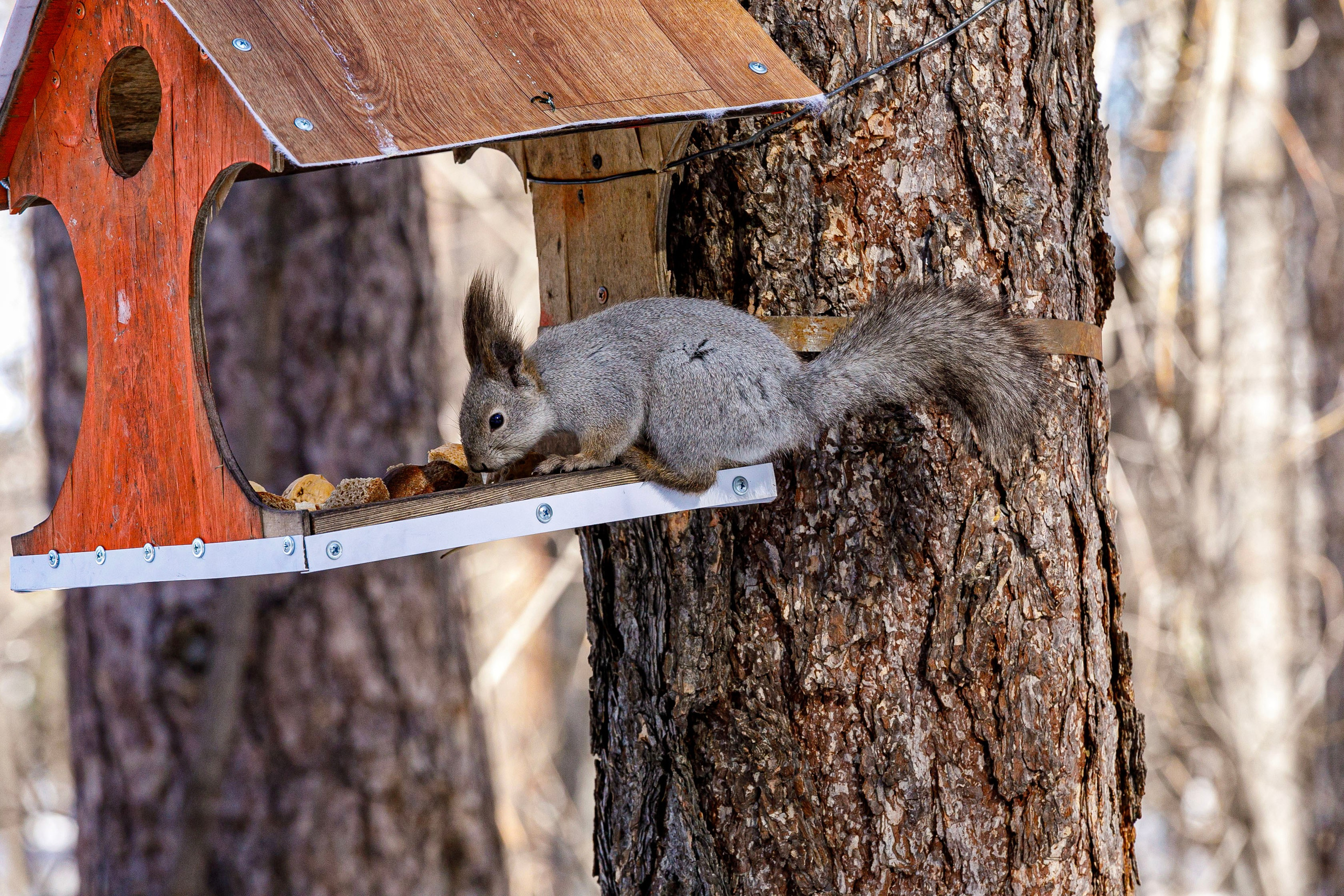 Белки / Squirrels. Фотограф Андрей Гузеев