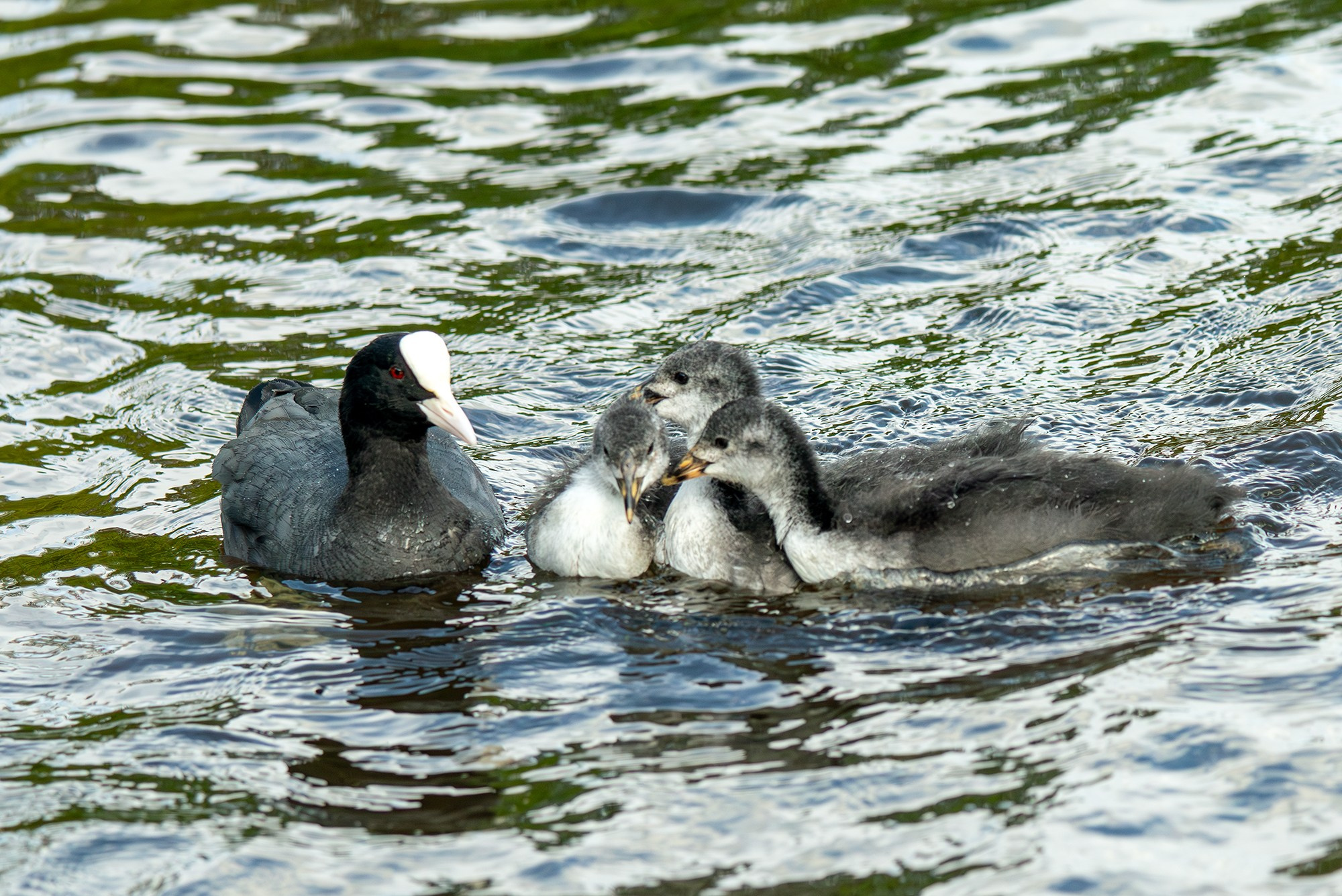 Удивительные мир птиц. Вокруг нас столько прекрасного — присмотритесь!. Ваш личный фотограф Марина Волкова